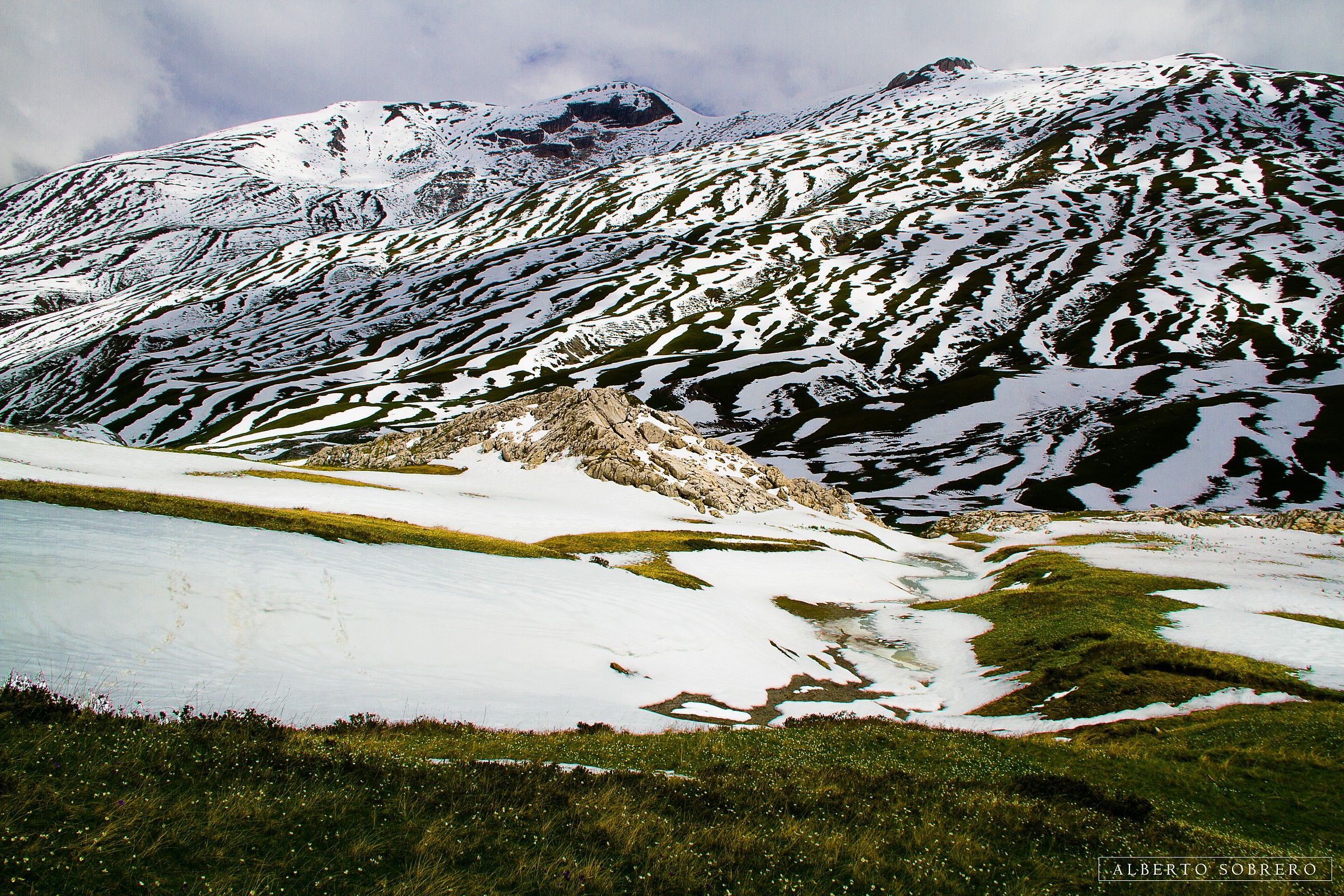 Zebras in Valle Ellero?