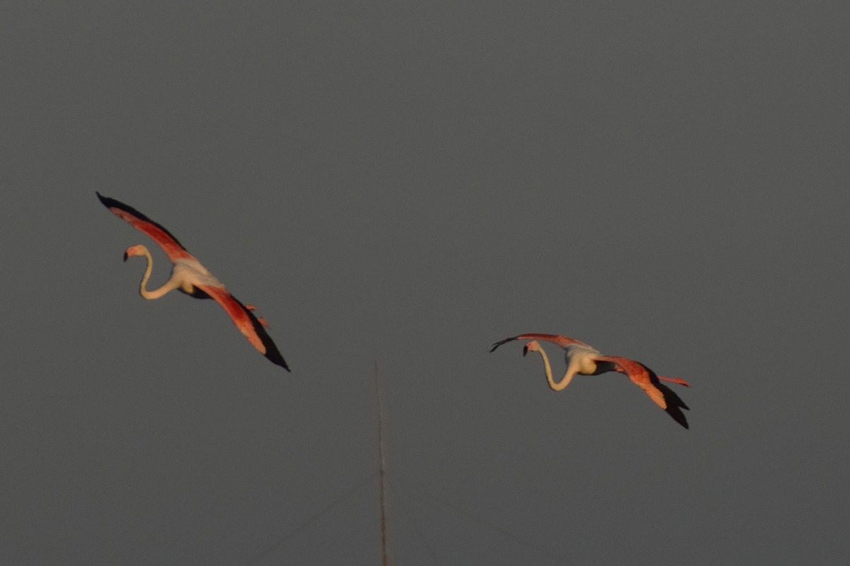 flamingos in flight