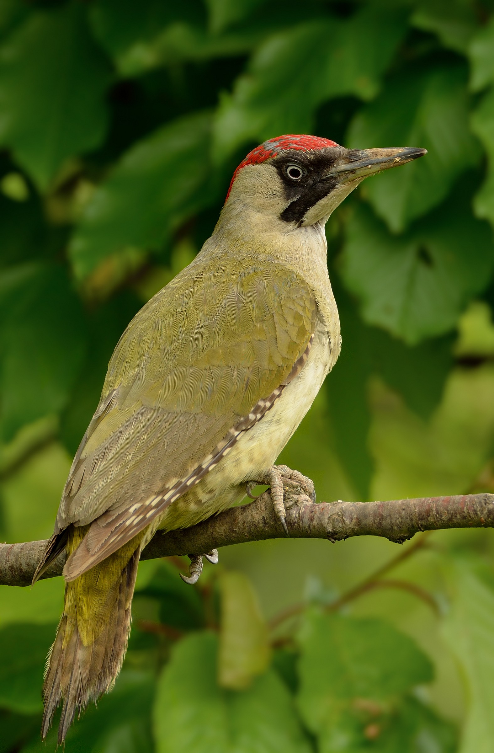 Green Woodpecker - I