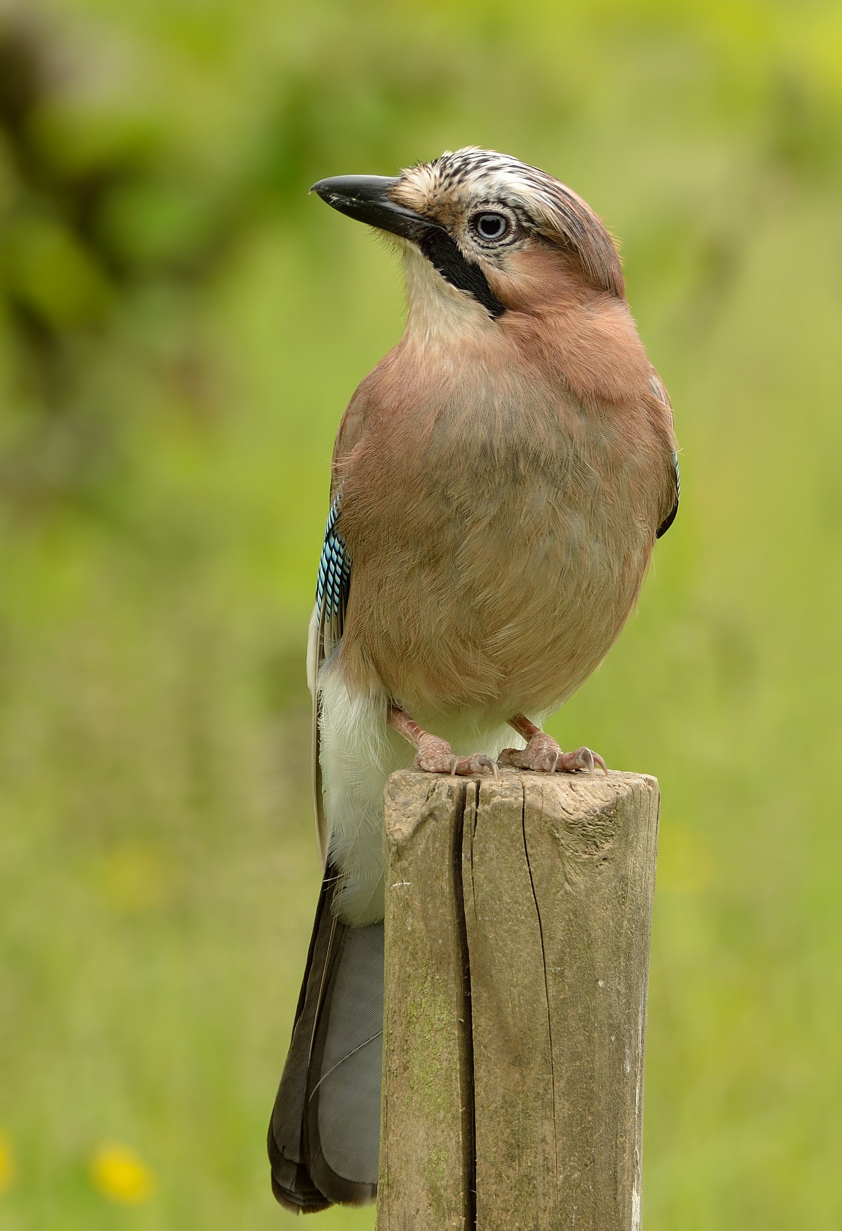 Eurasian Jay