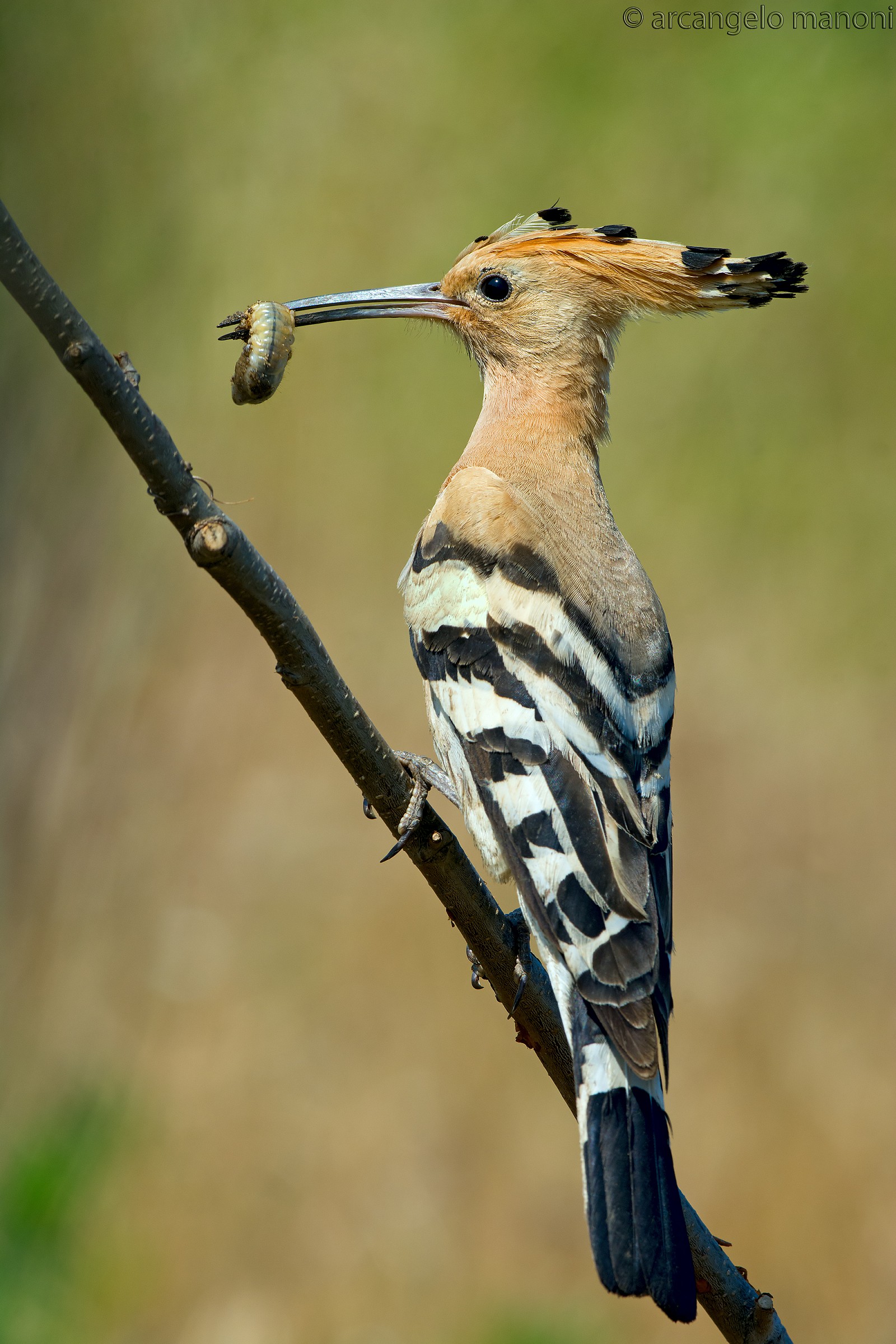 L'eleganza si chiama Upupa