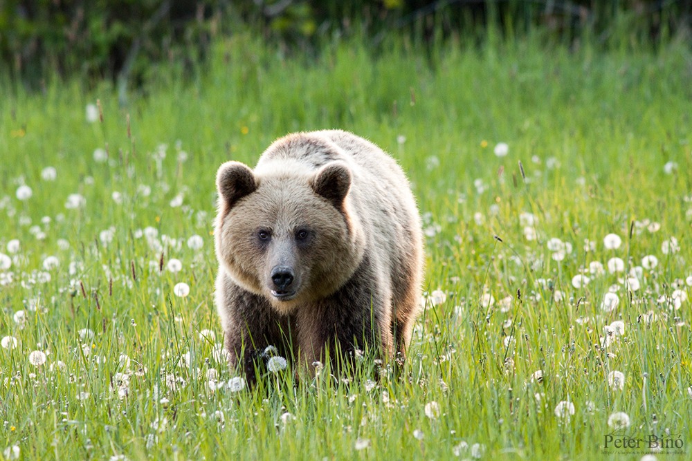 Dandelion she-bear I.