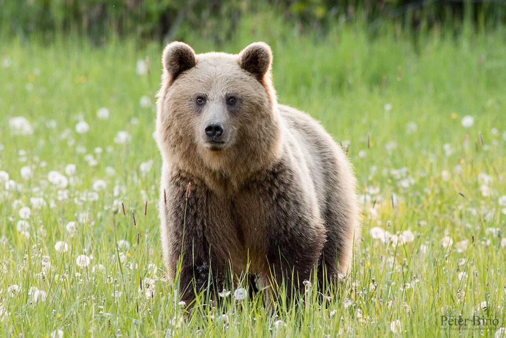 Dandelion she-bear II.