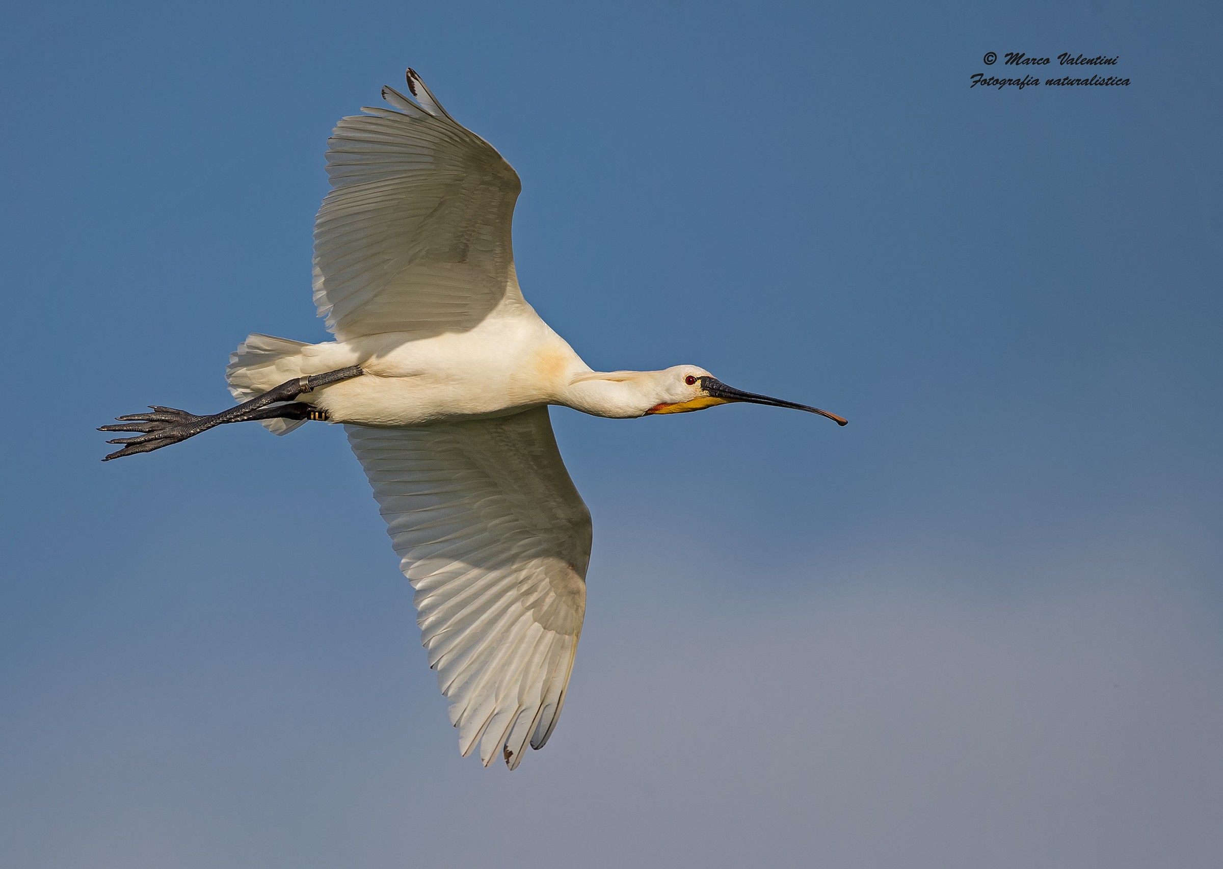 Spoonbill in flight