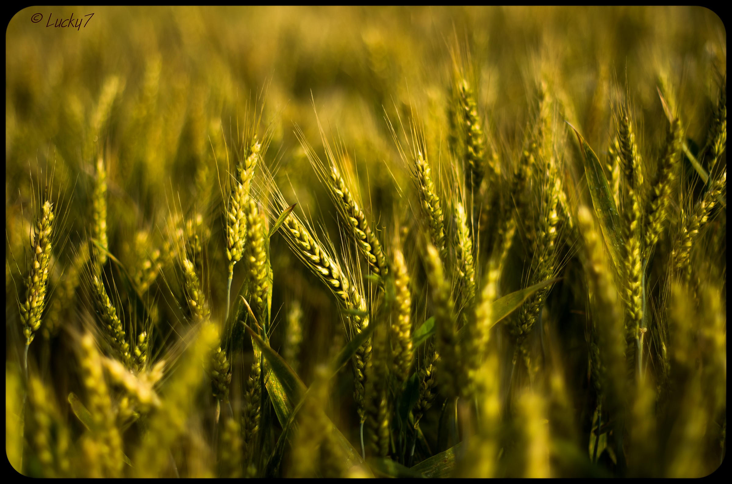 Ears of Wheat