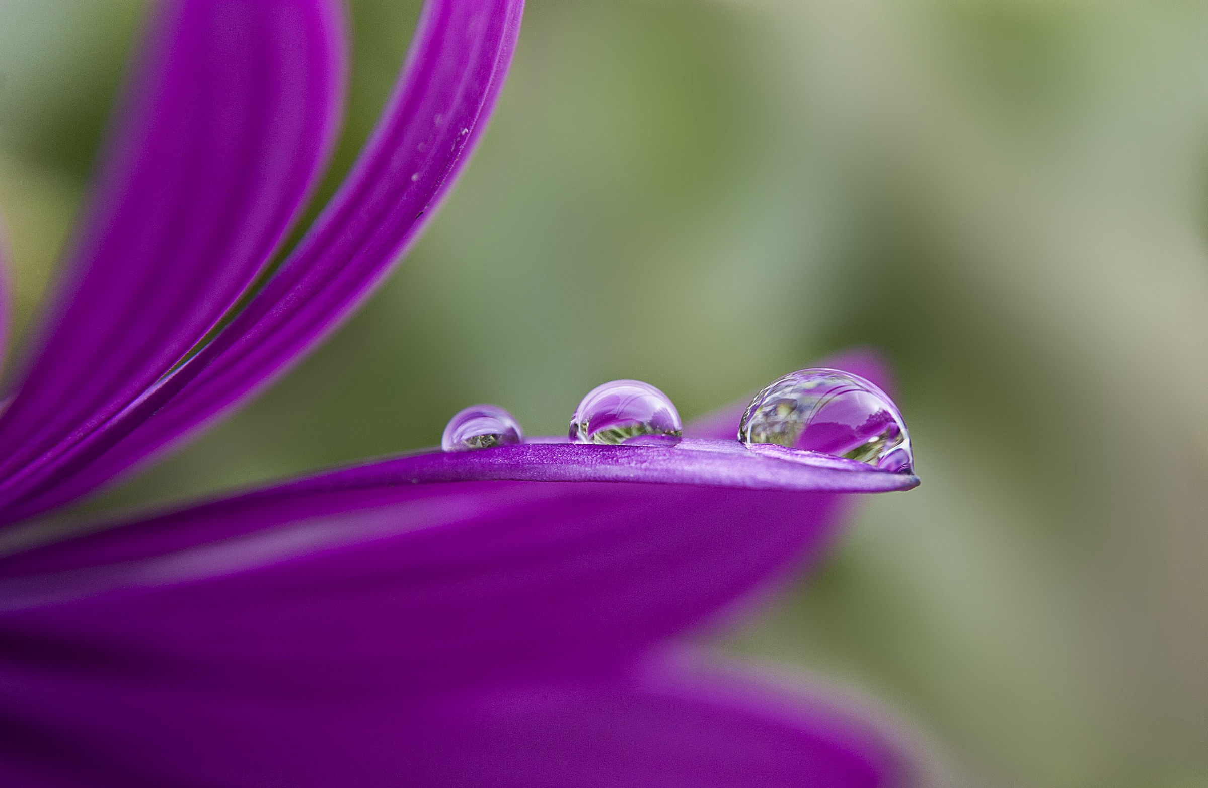 purple drops