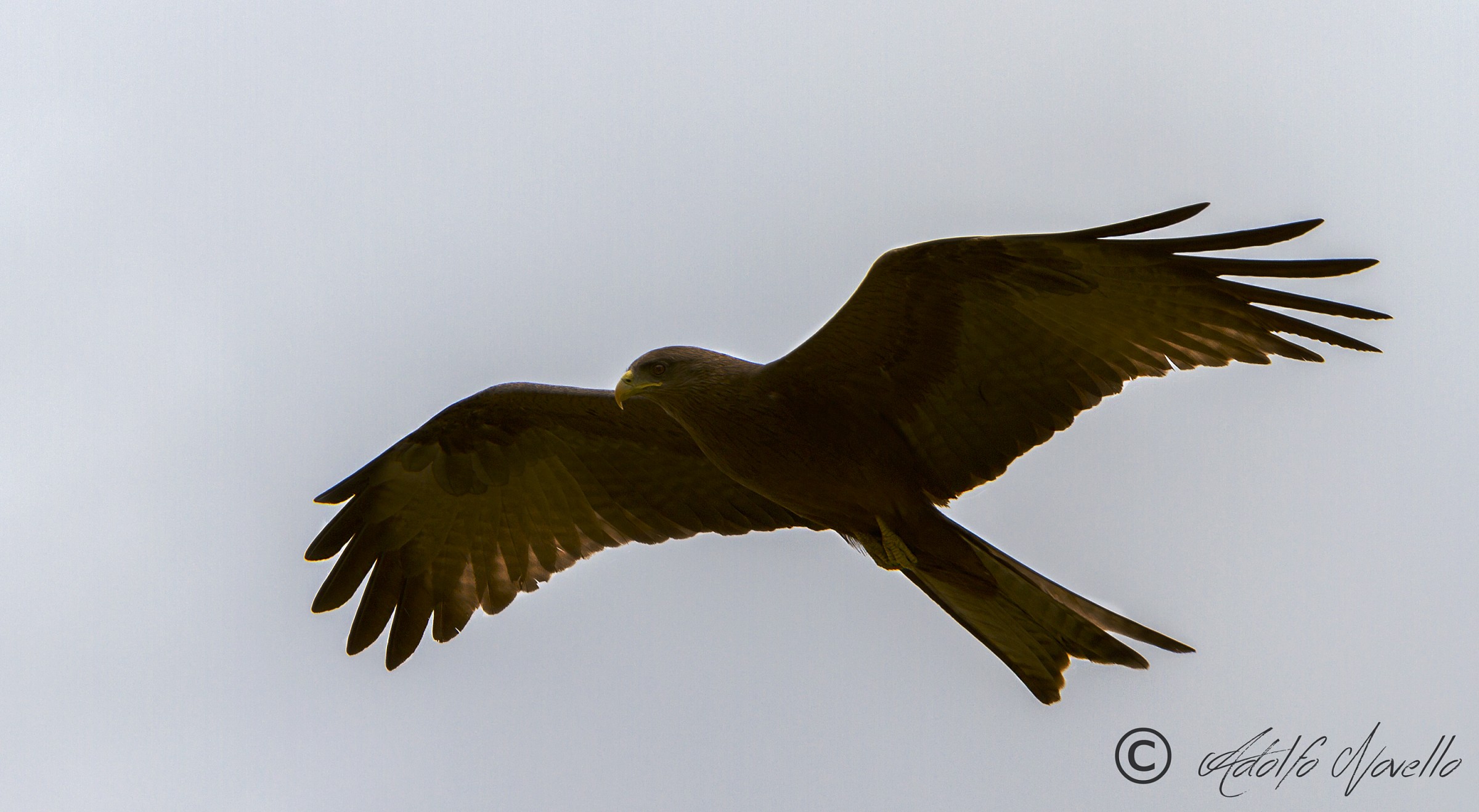 Black Kite