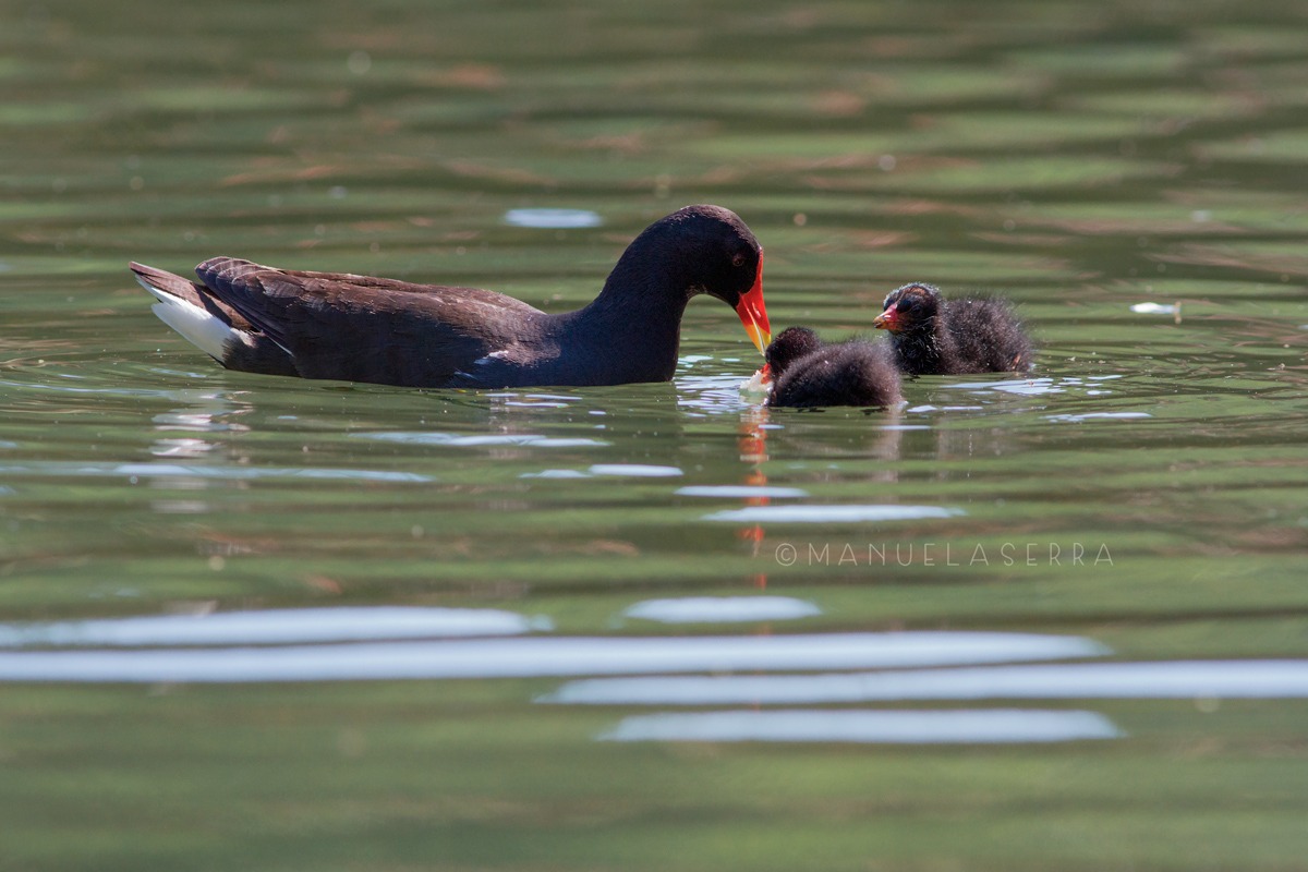 Mamma e pulli di gallinella