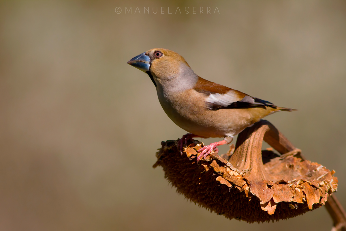 Frosone tono su tono