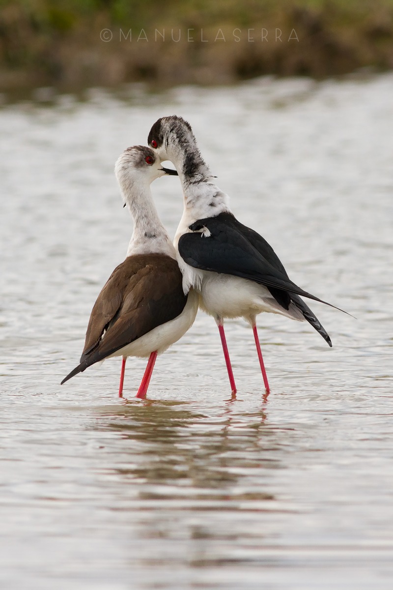 Cavalieri innamorati