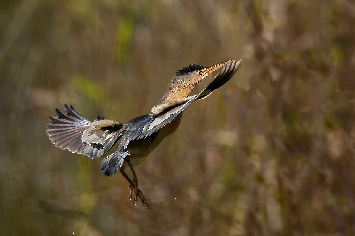 bittern in flight