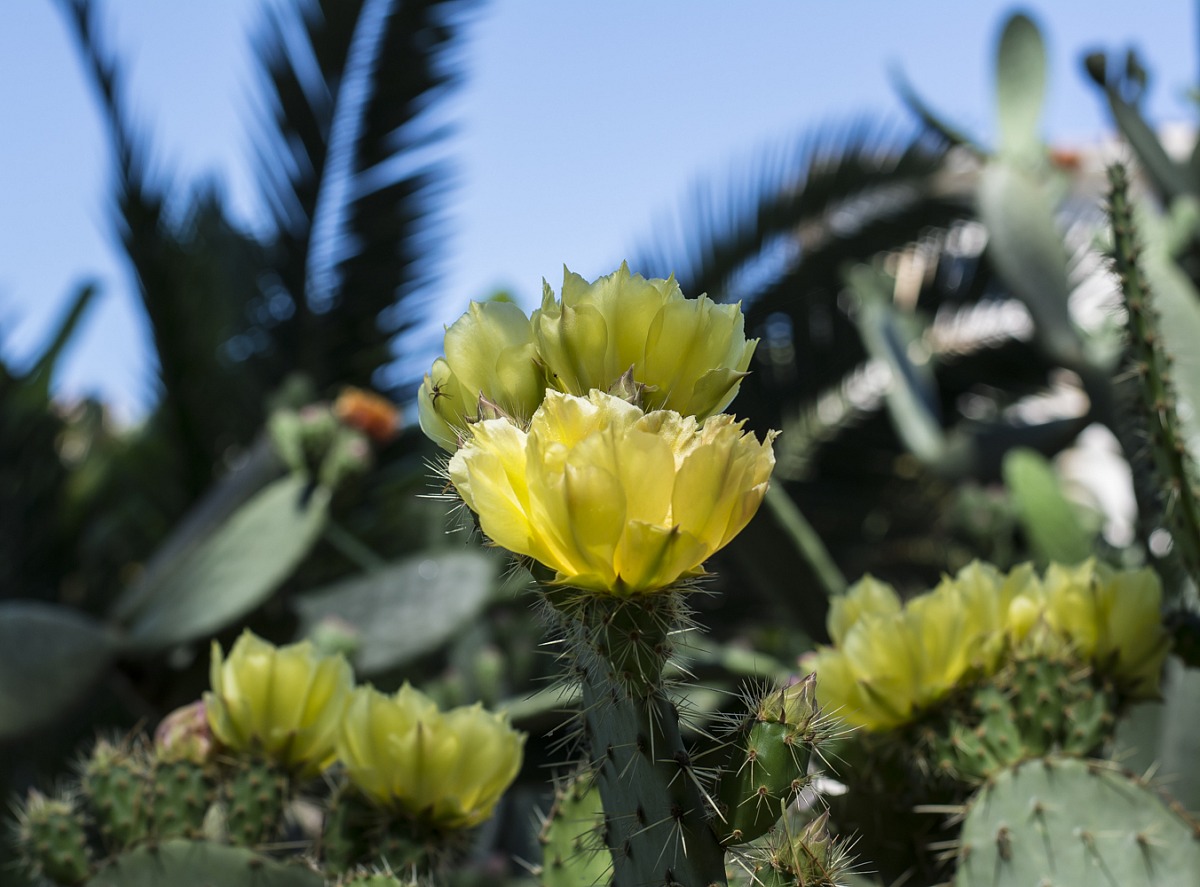 Cactus in bloom