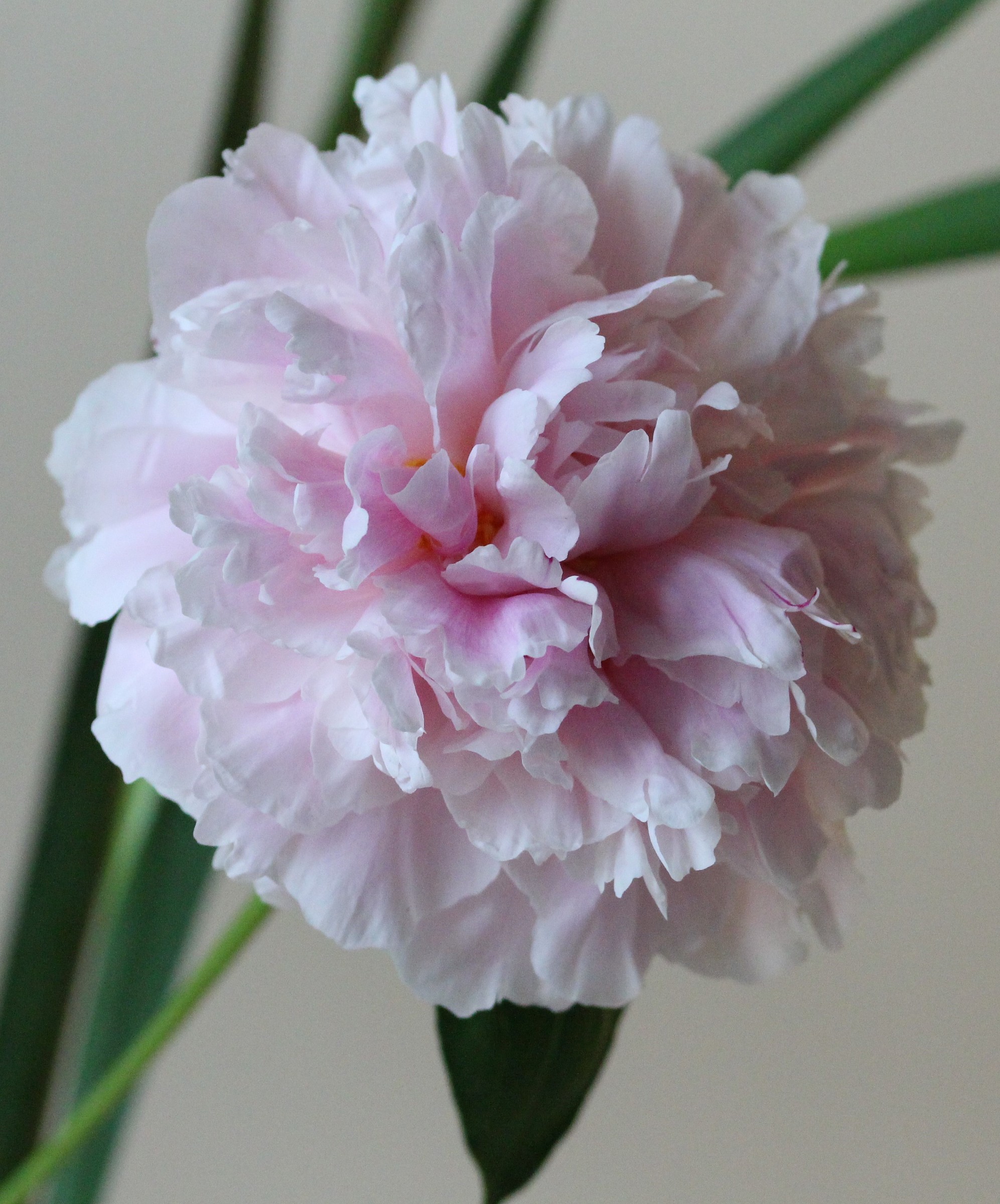 Peonia