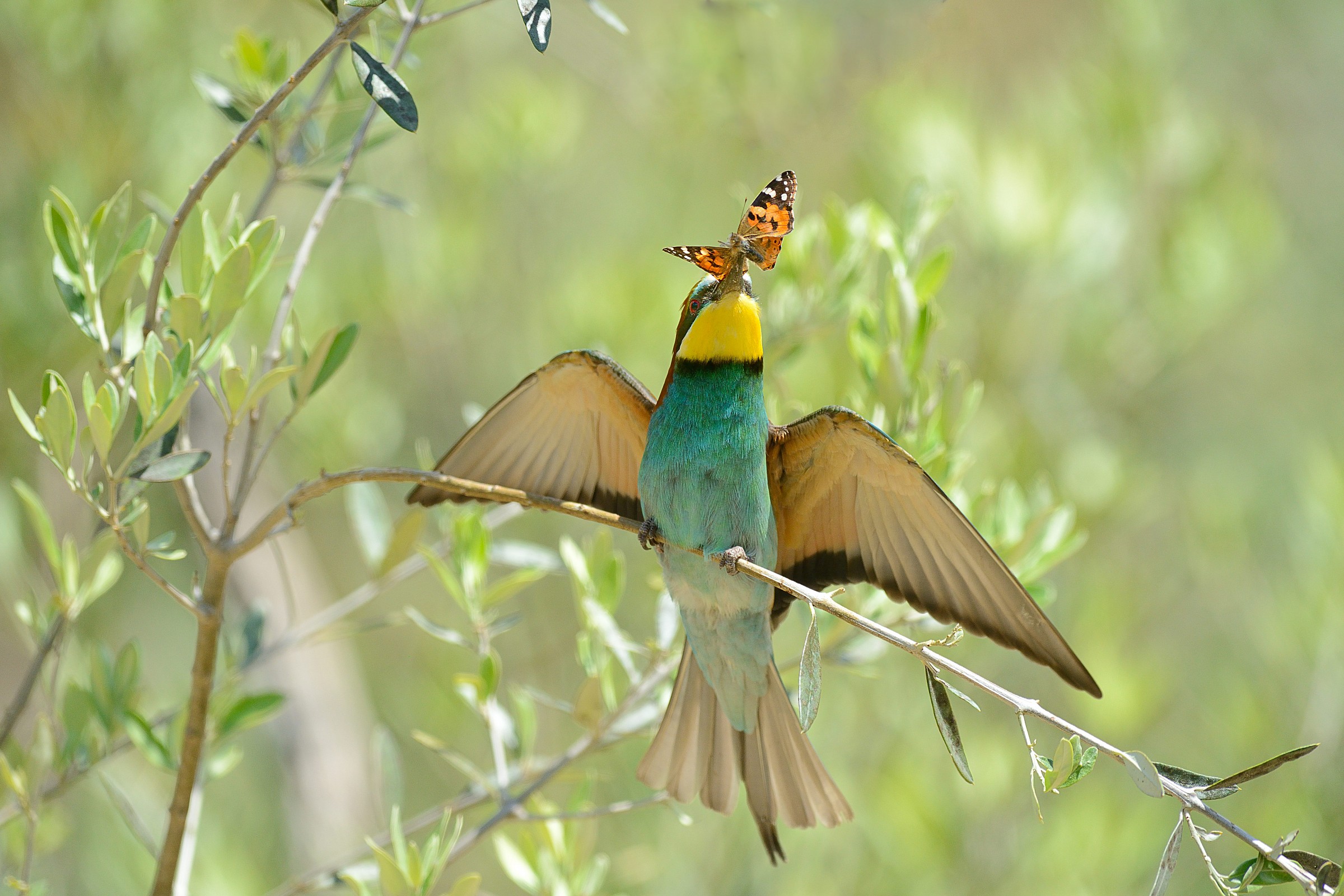Bee-eater with prey