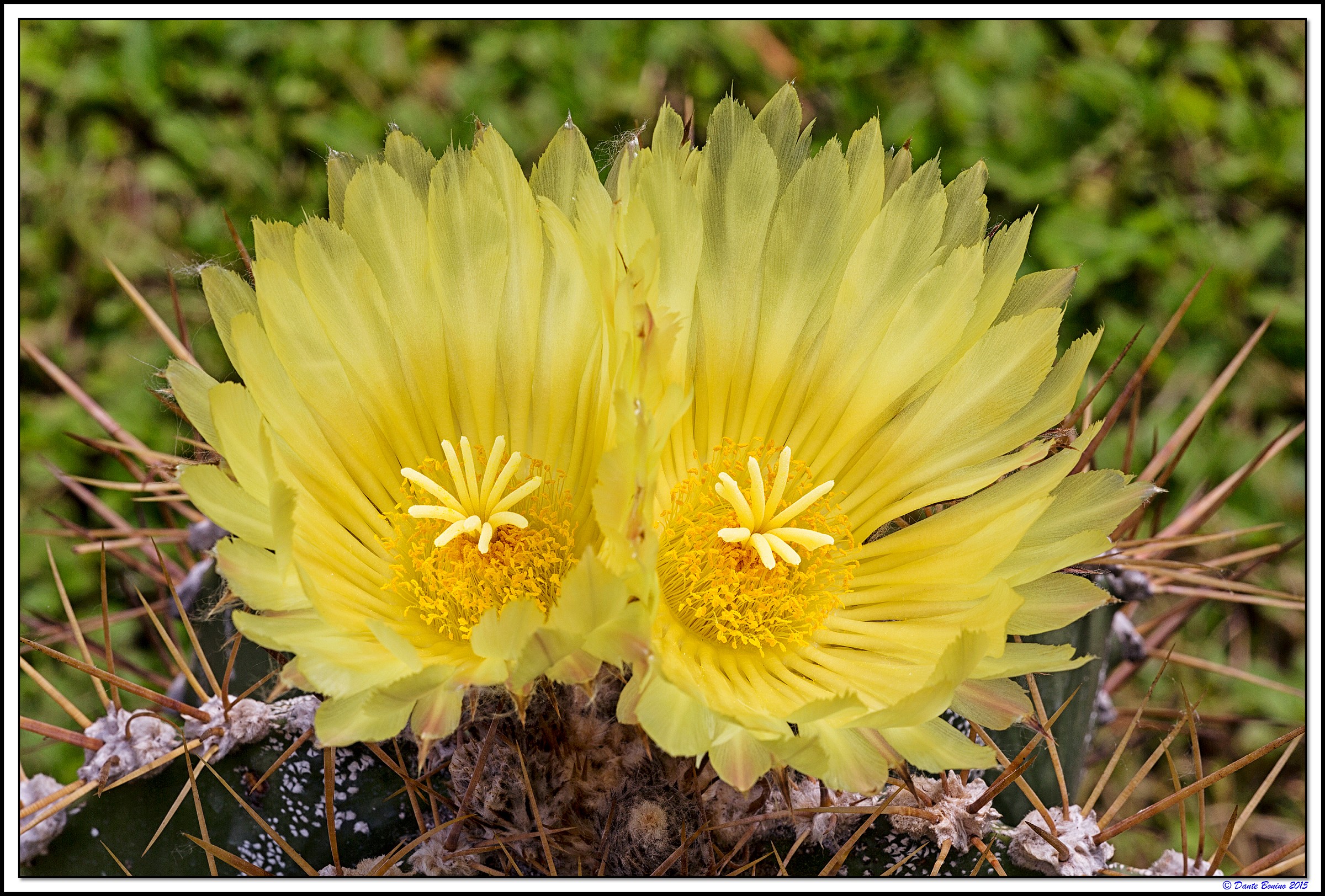 Echinocactus grusonii