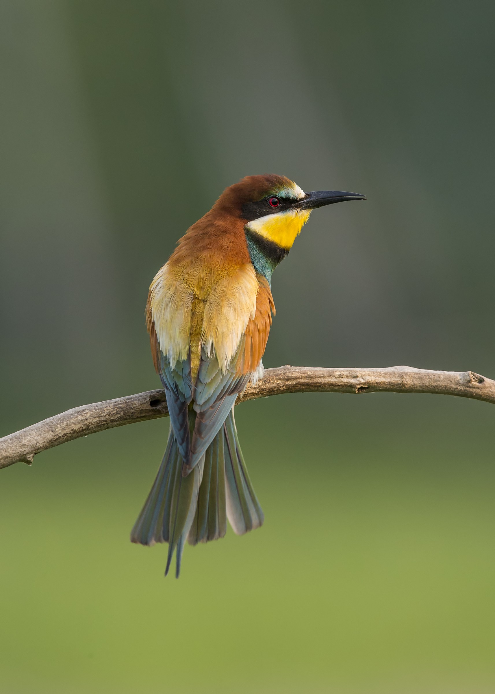 Bee-eaters (Merops apiaster)