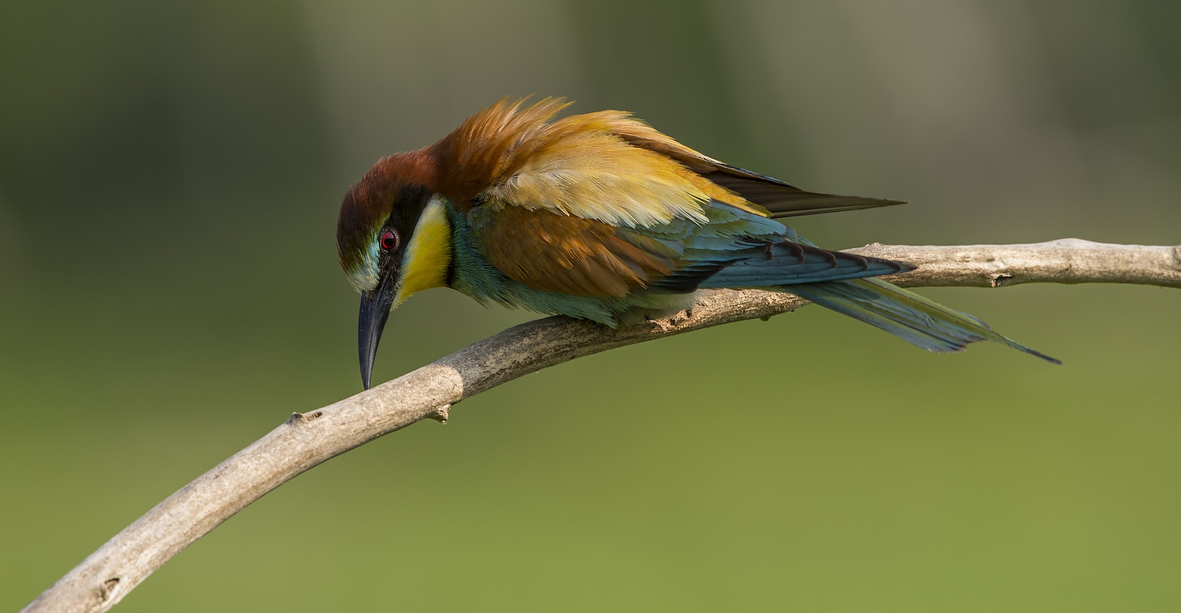 Bee-eaters (Merops apiaster)
