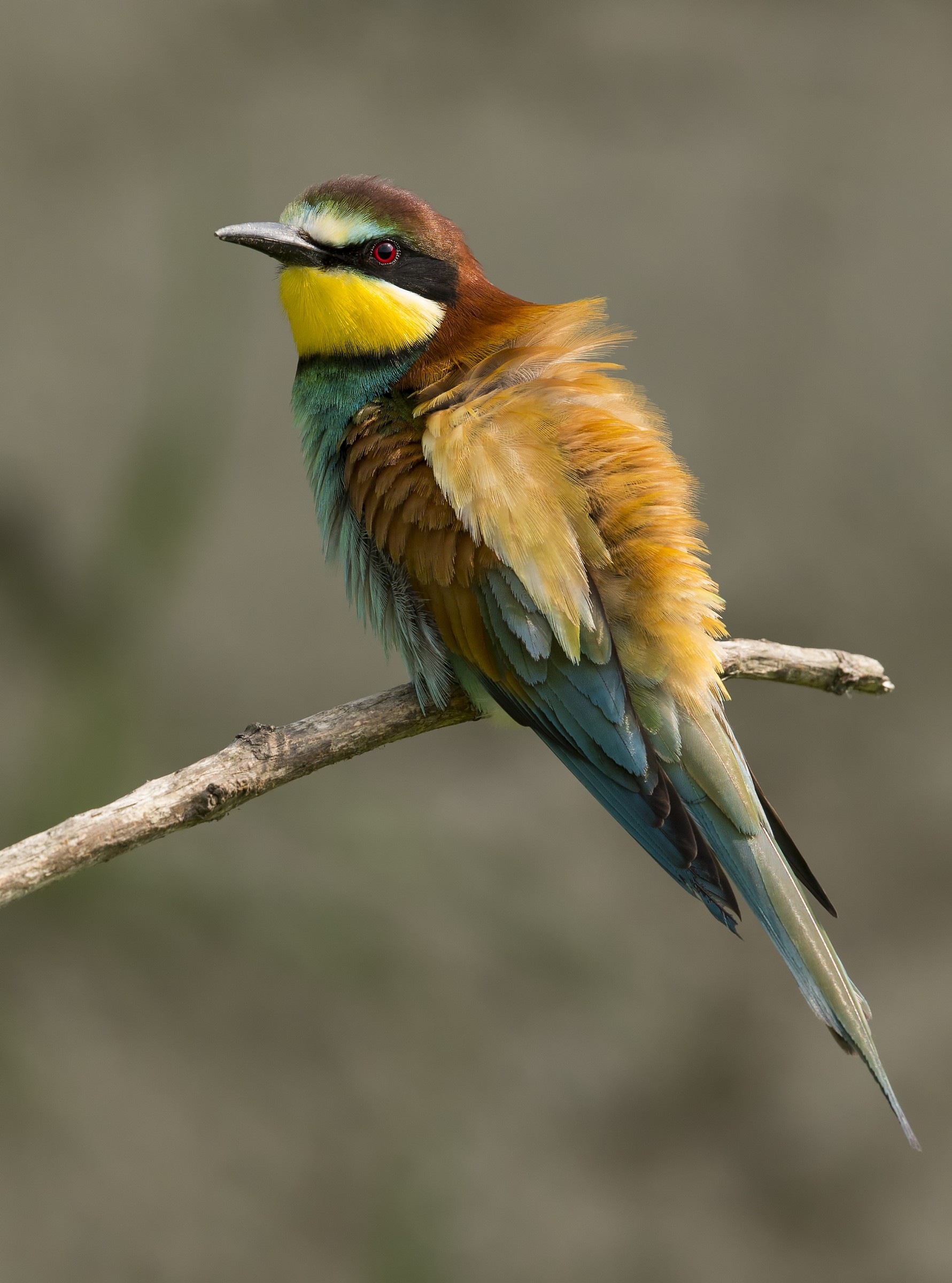 Bee-eaters (Merops apiaster)