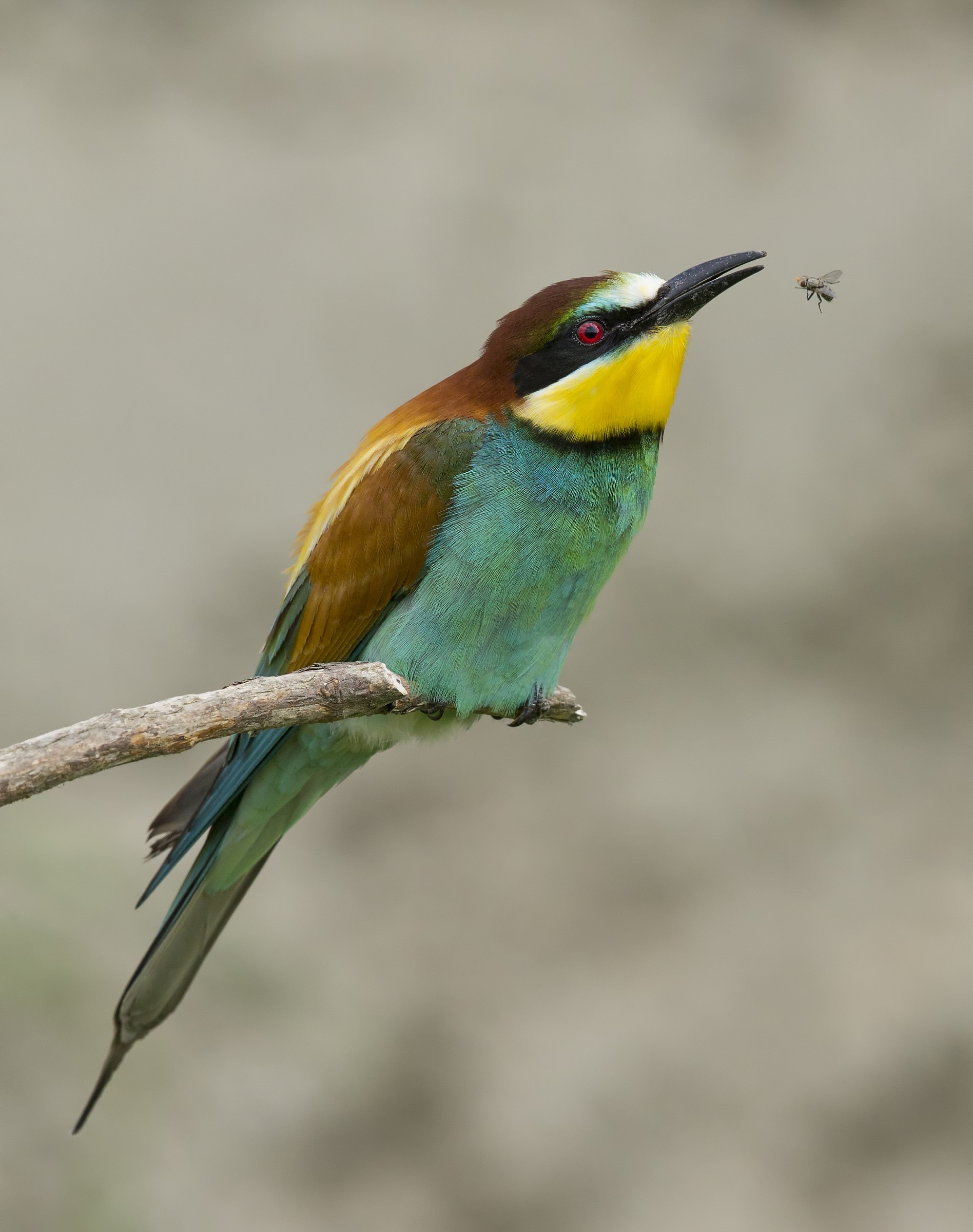 Bee-eaters (Merops apiaster)