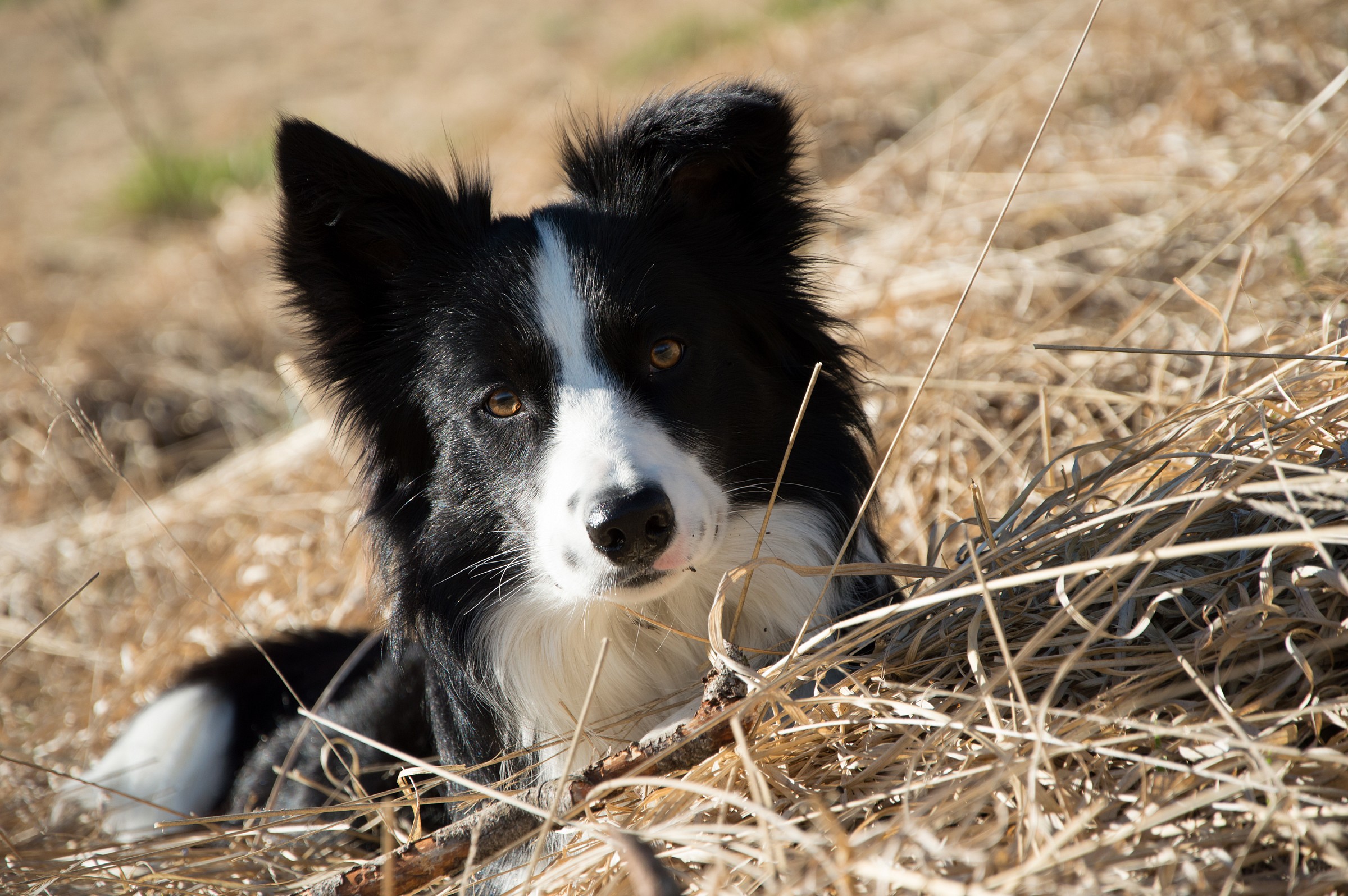 Border collie sdraiato nel prato