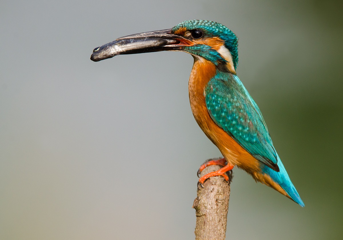 Kingfisher