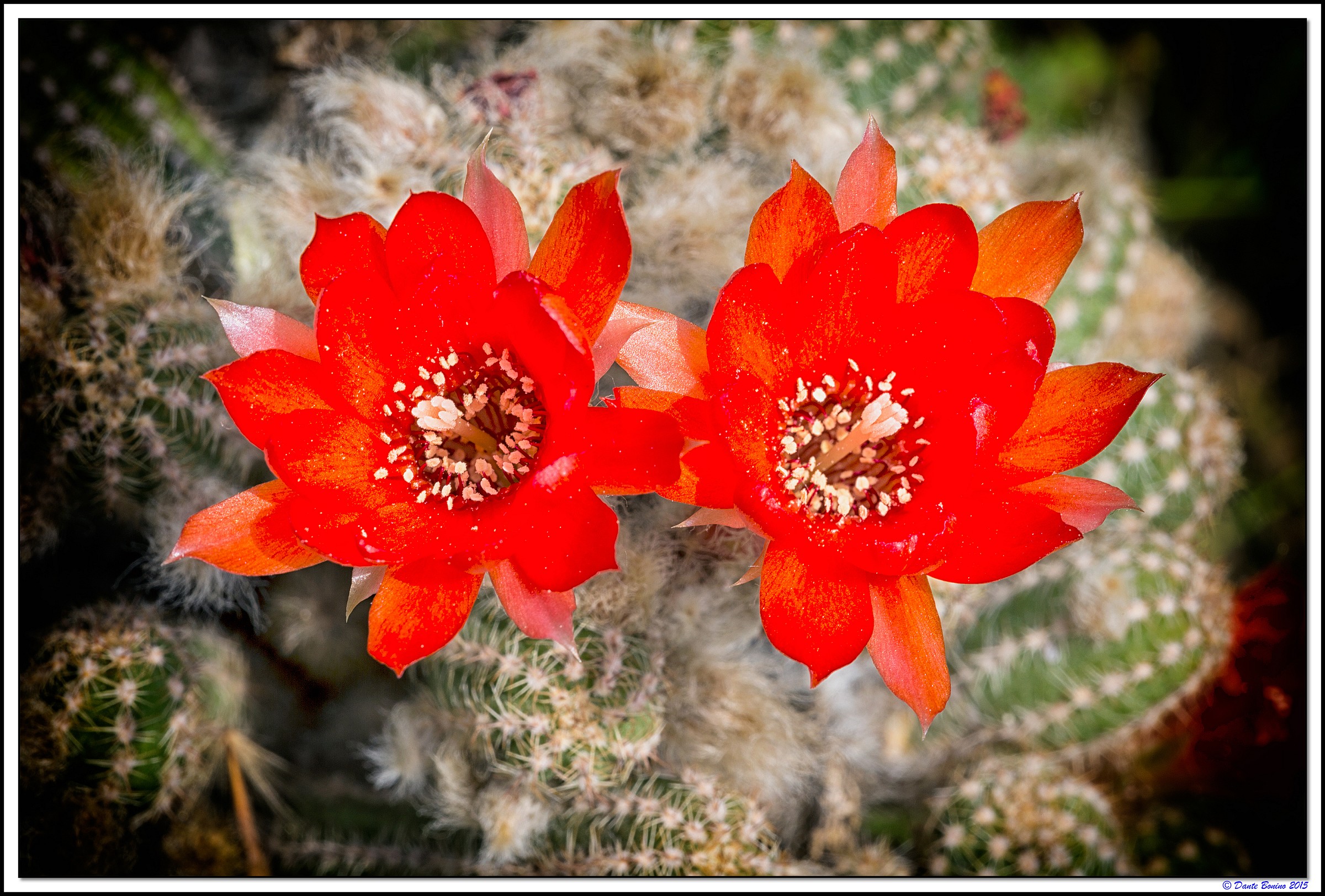 Echinopsis chamaecereus