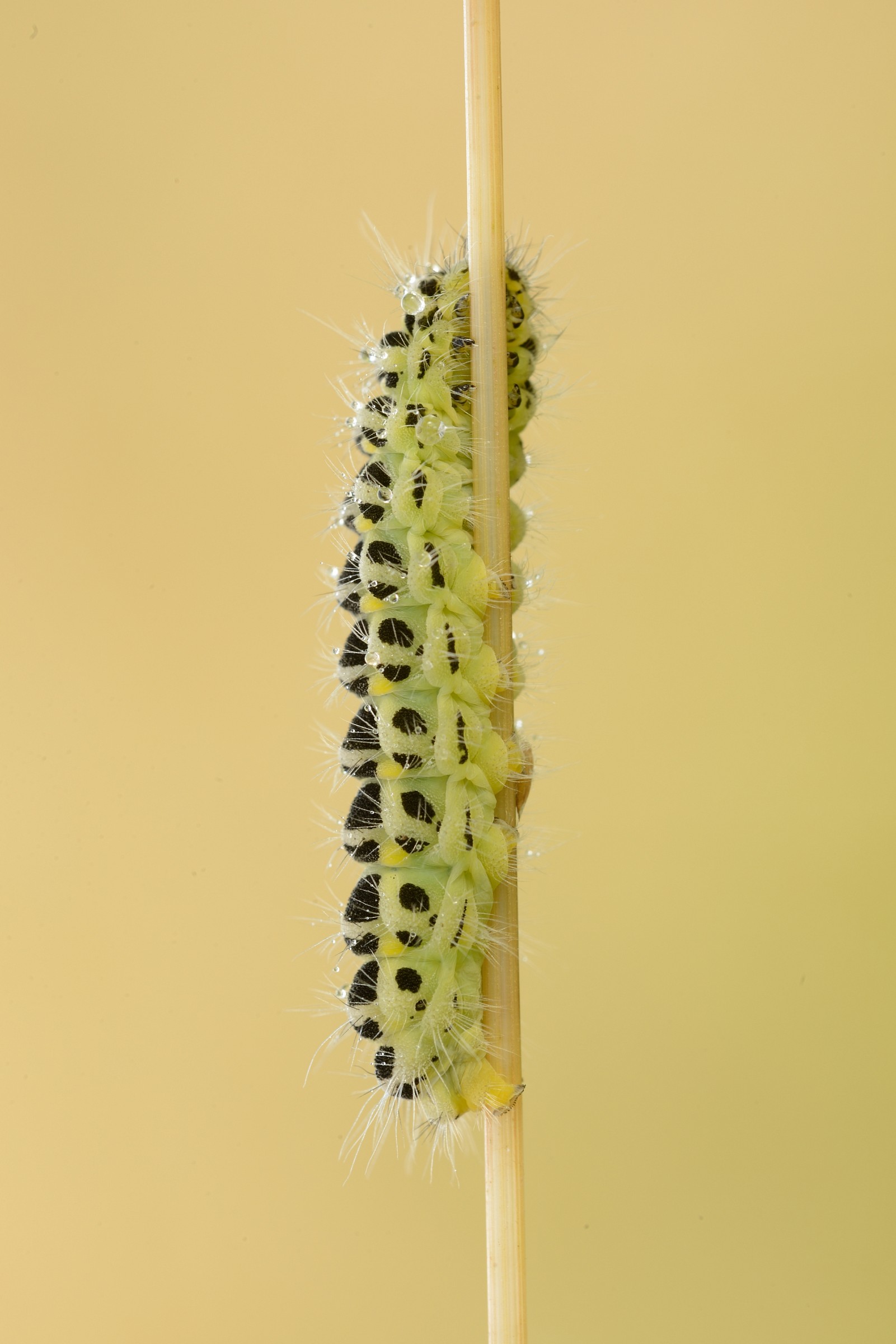 caterpillar