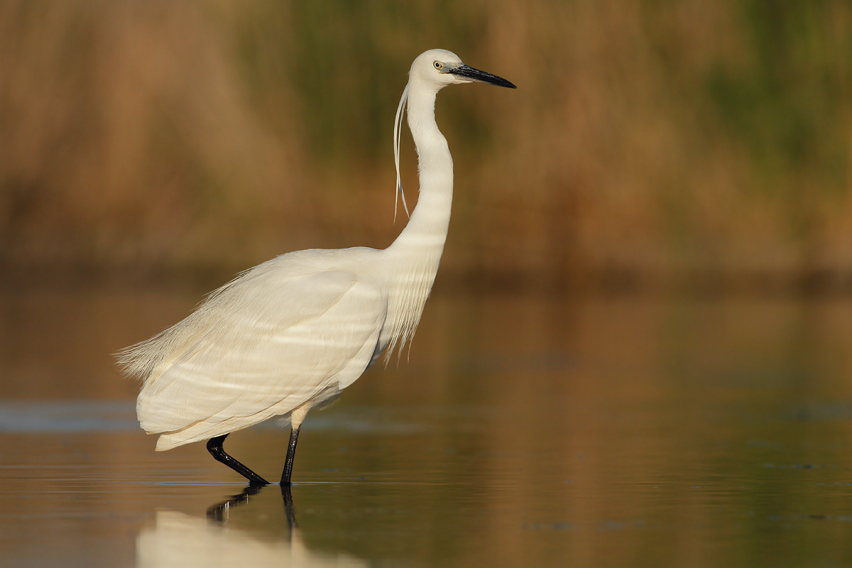 egret