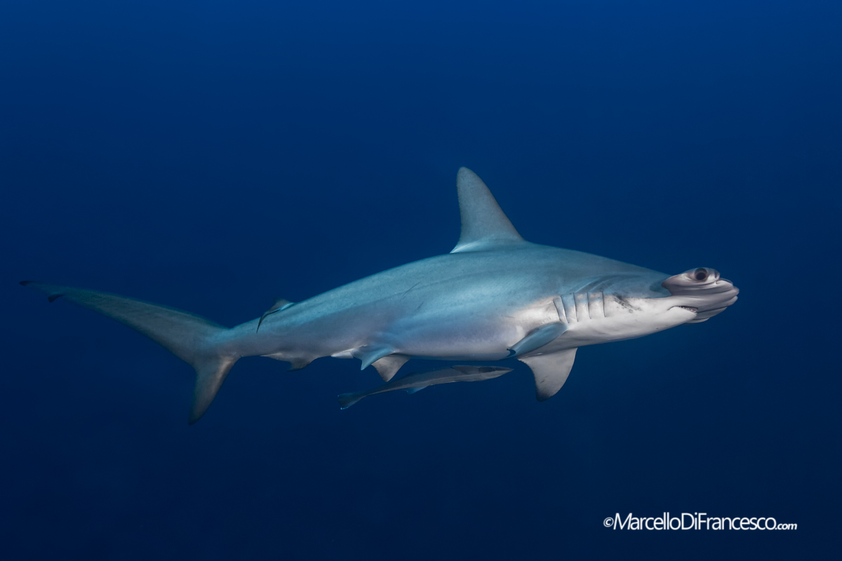 Scalloped hammerhead shark