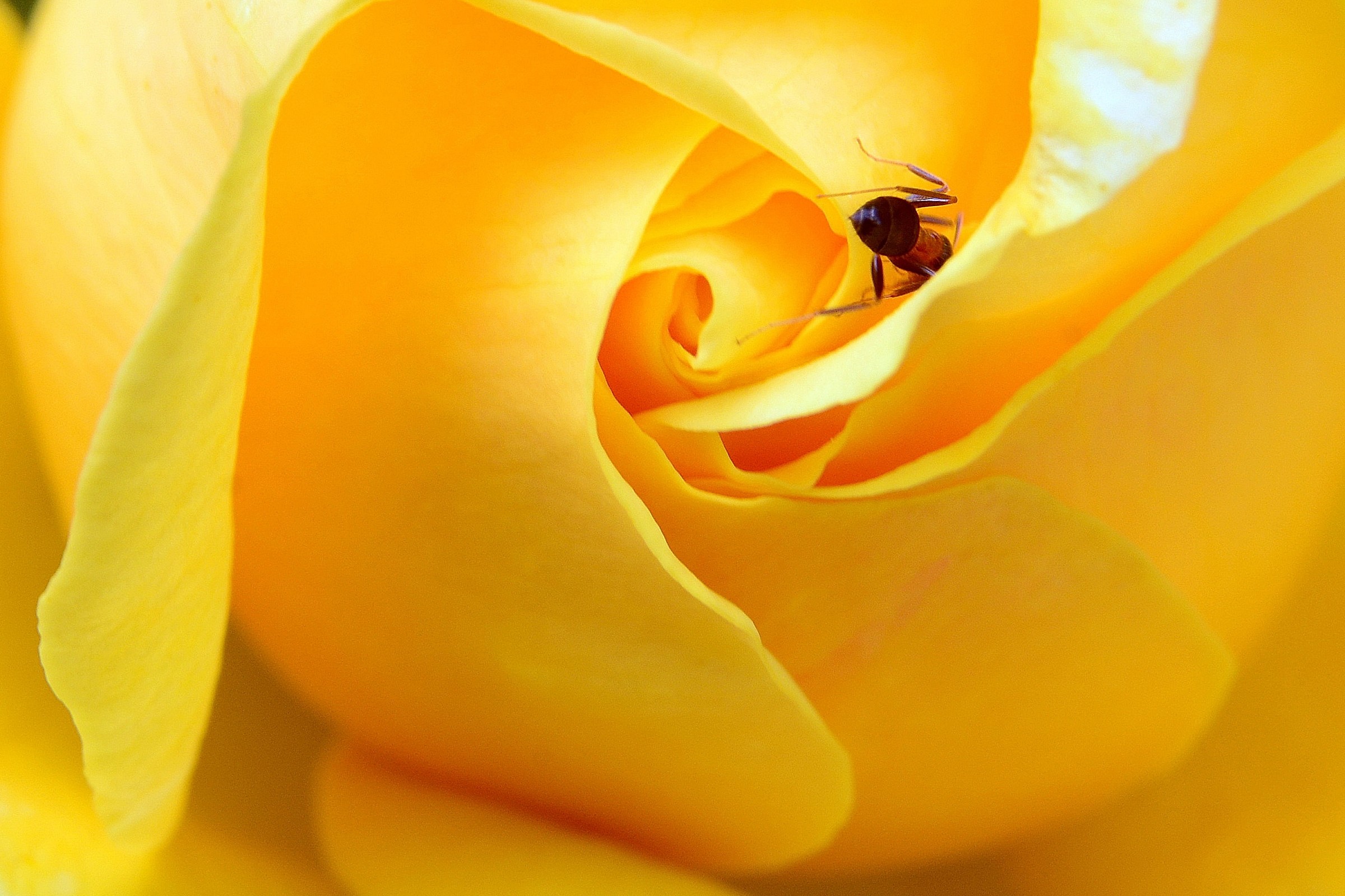 Rosa gialla + visitor