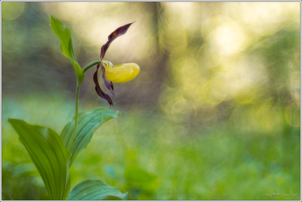 Cypripedium calceolus