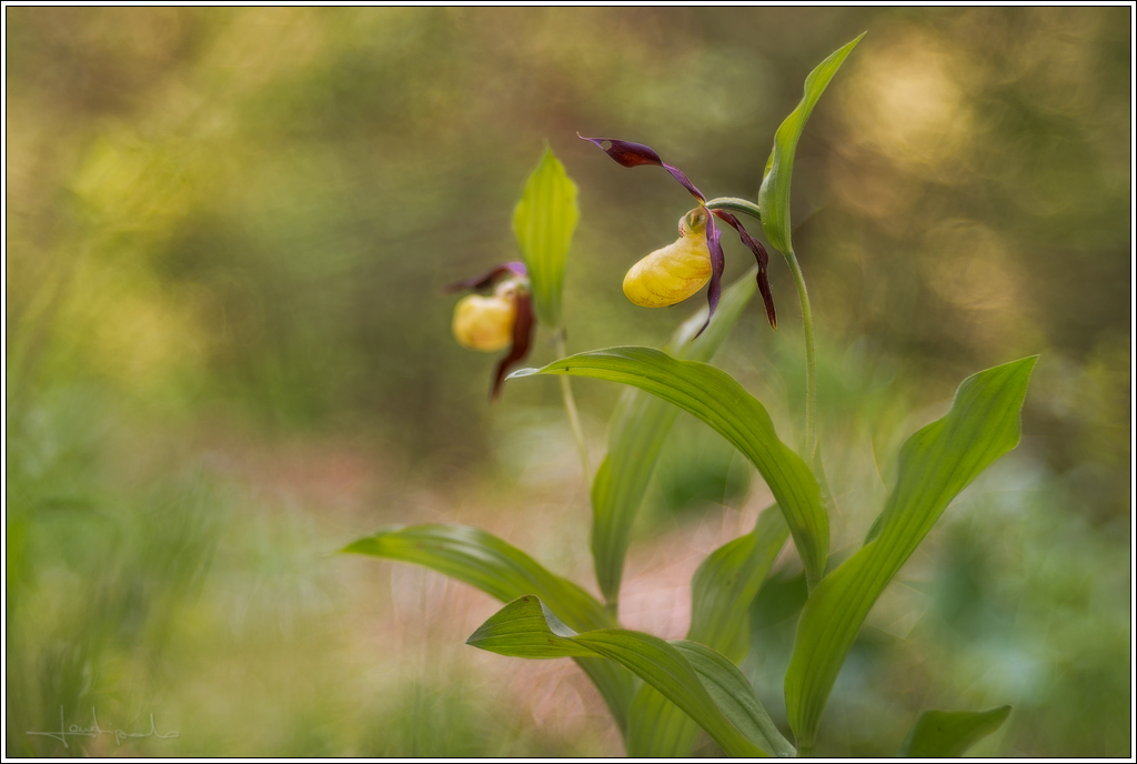 Cypripedium calceolus 2.0