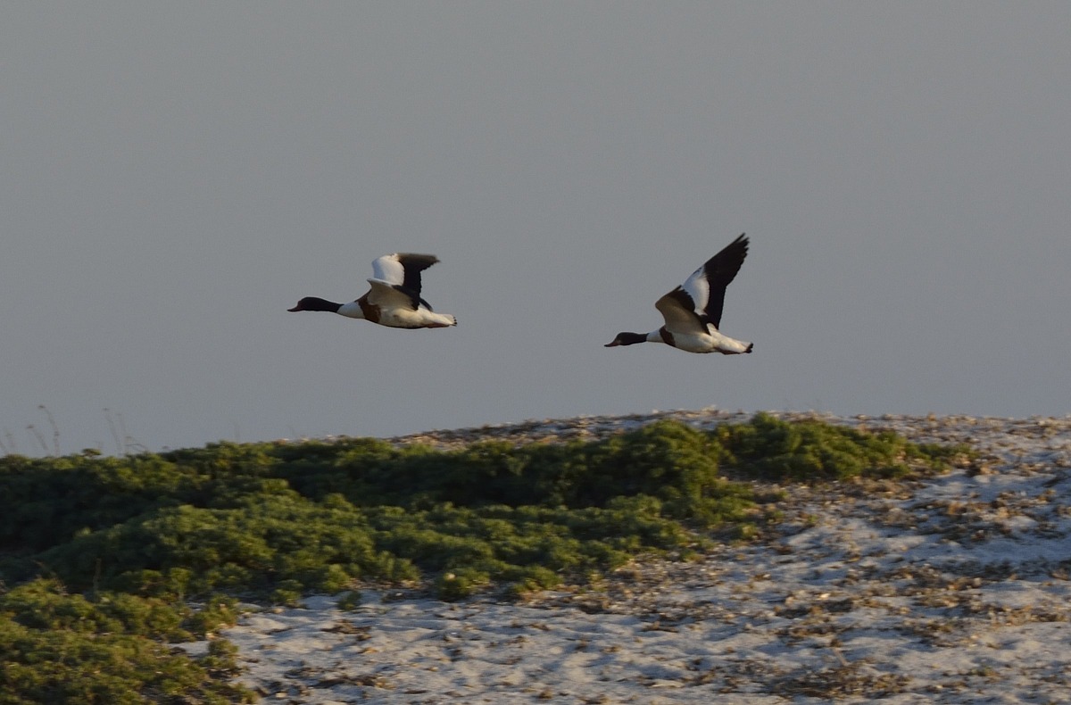 who we are? what do you call these birds?