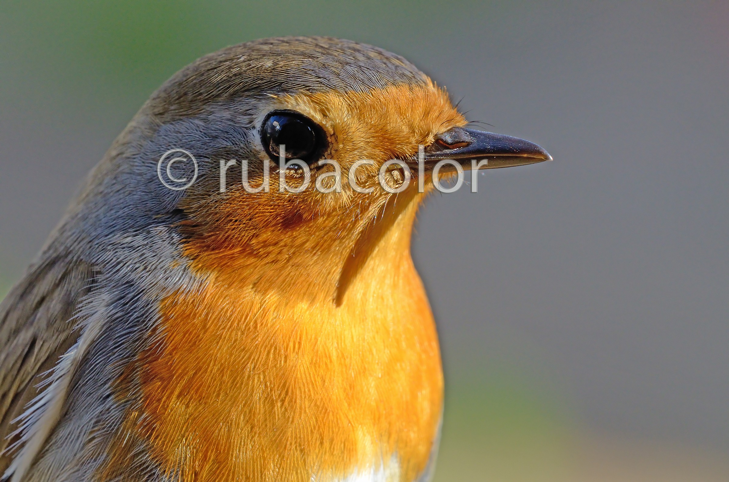 Another picture of the robin in the sun