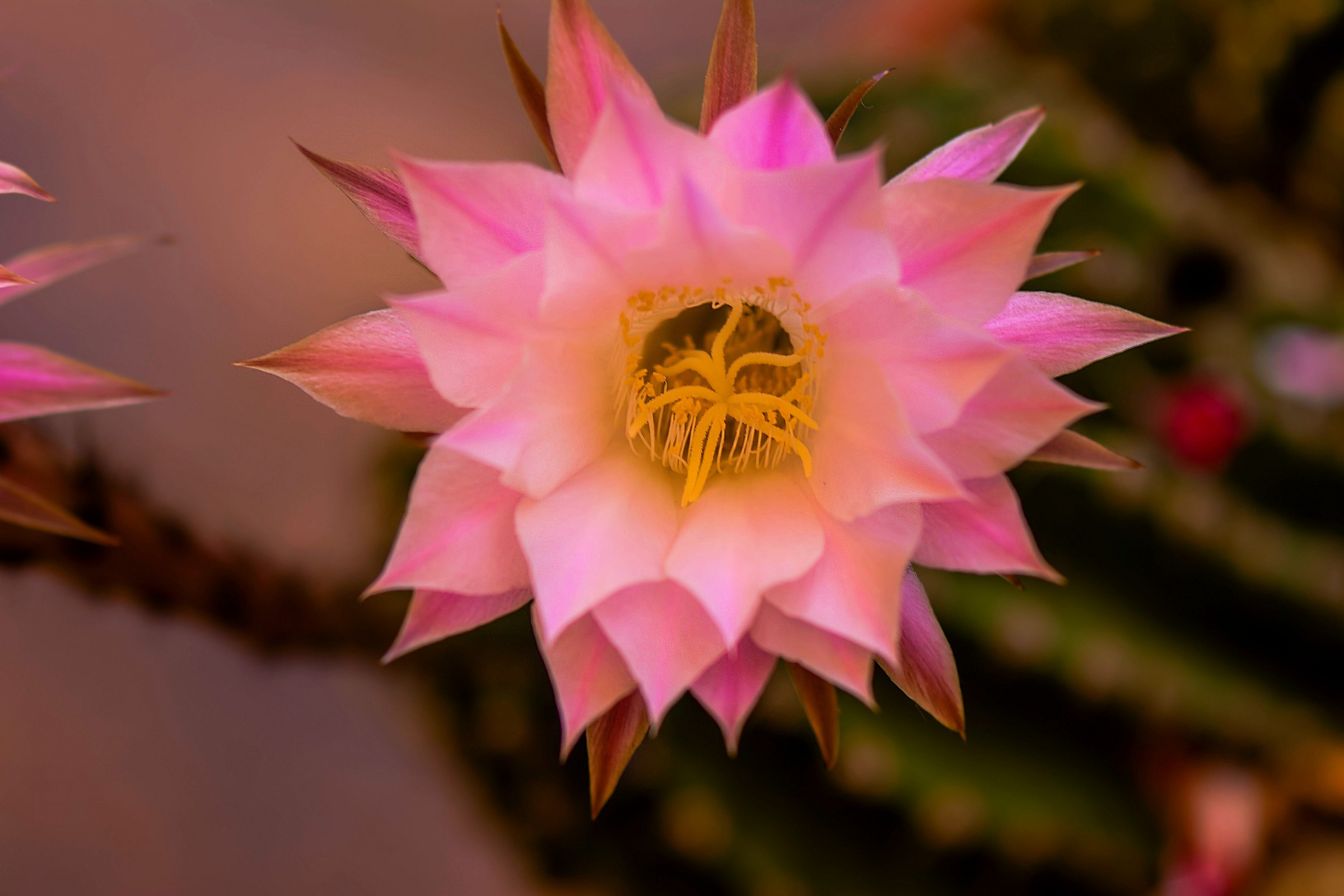 Echinopsis Multiplex