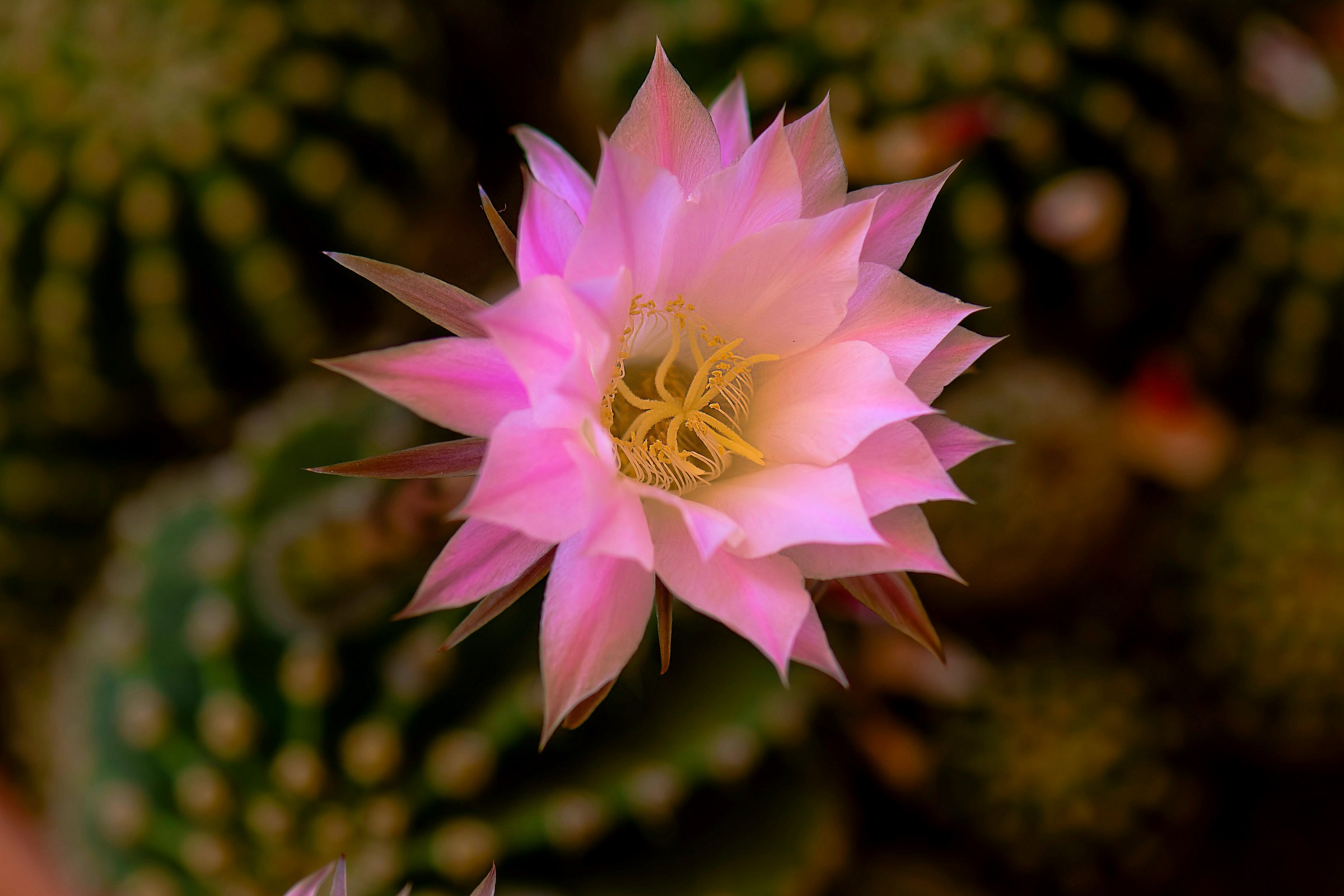 Echinopsis Multiplex, a flower in a world of thorns