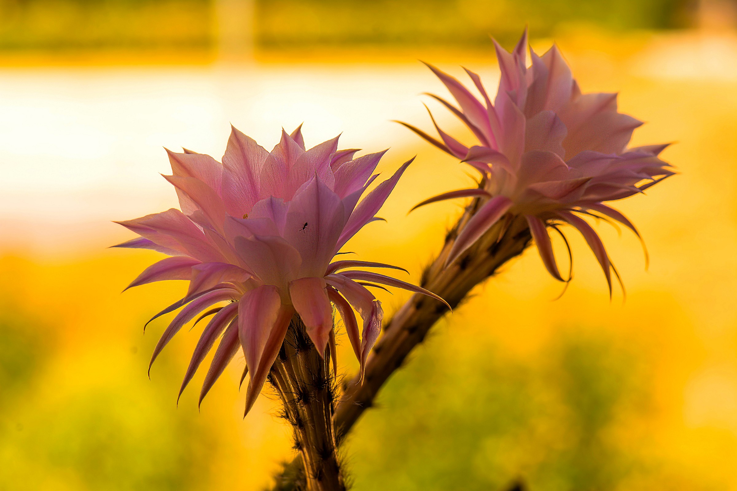 The ant and the cactus flower