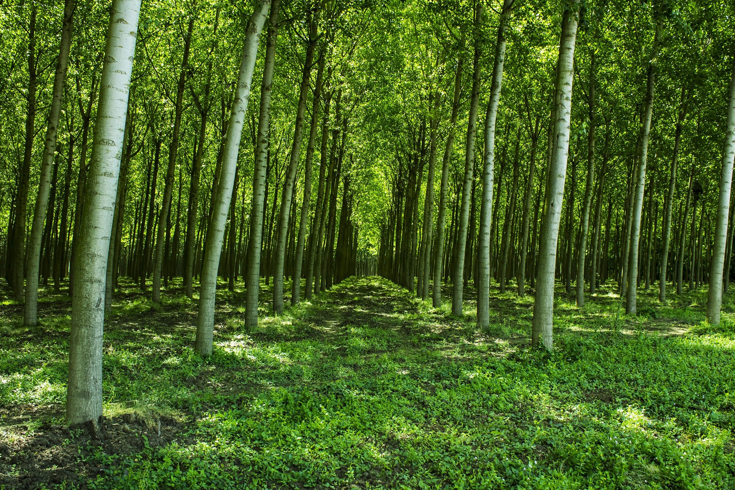 Pioppeto primaverile