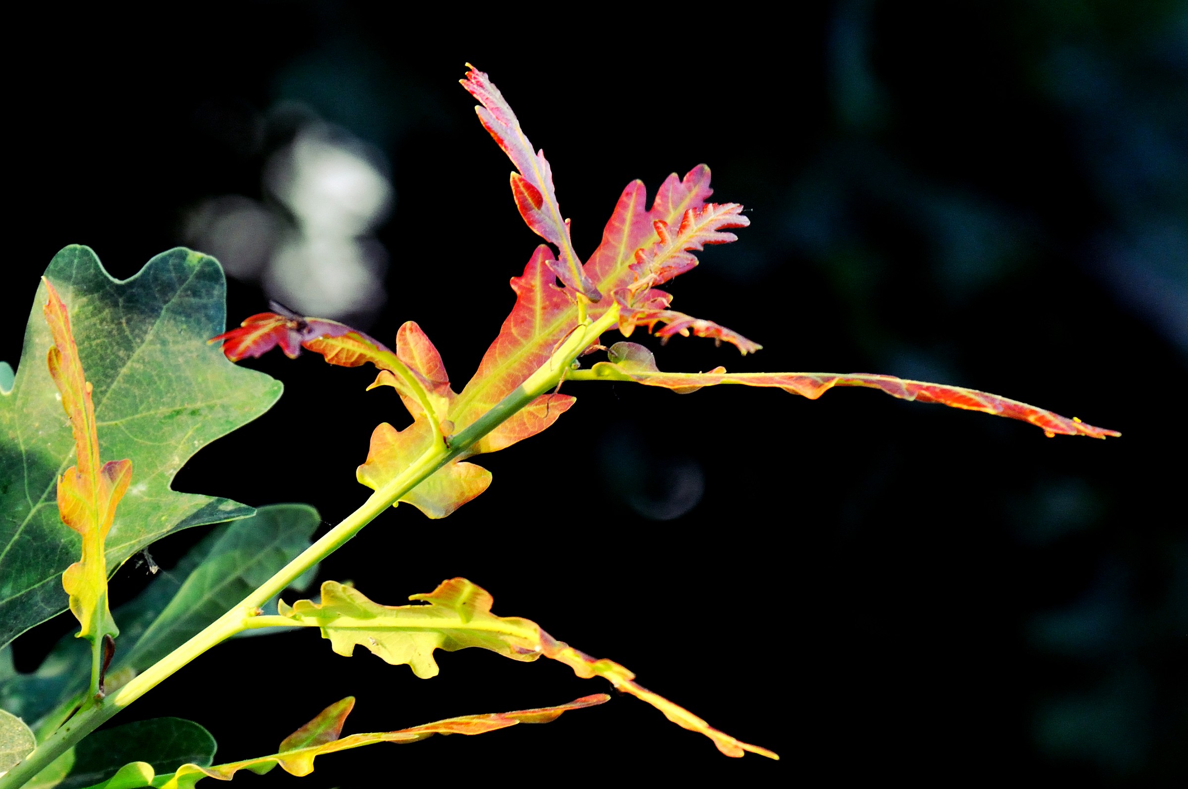 Quercia in... fiamme