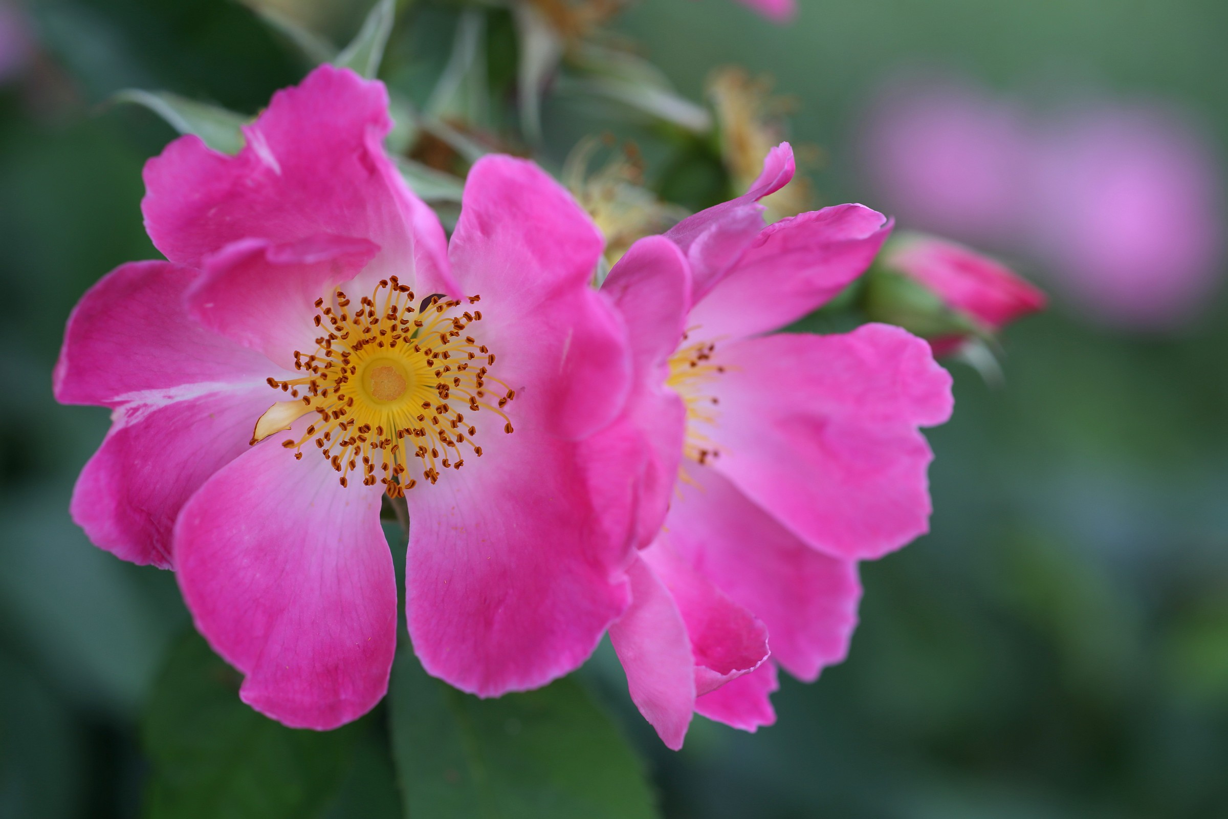 rosa selvatica