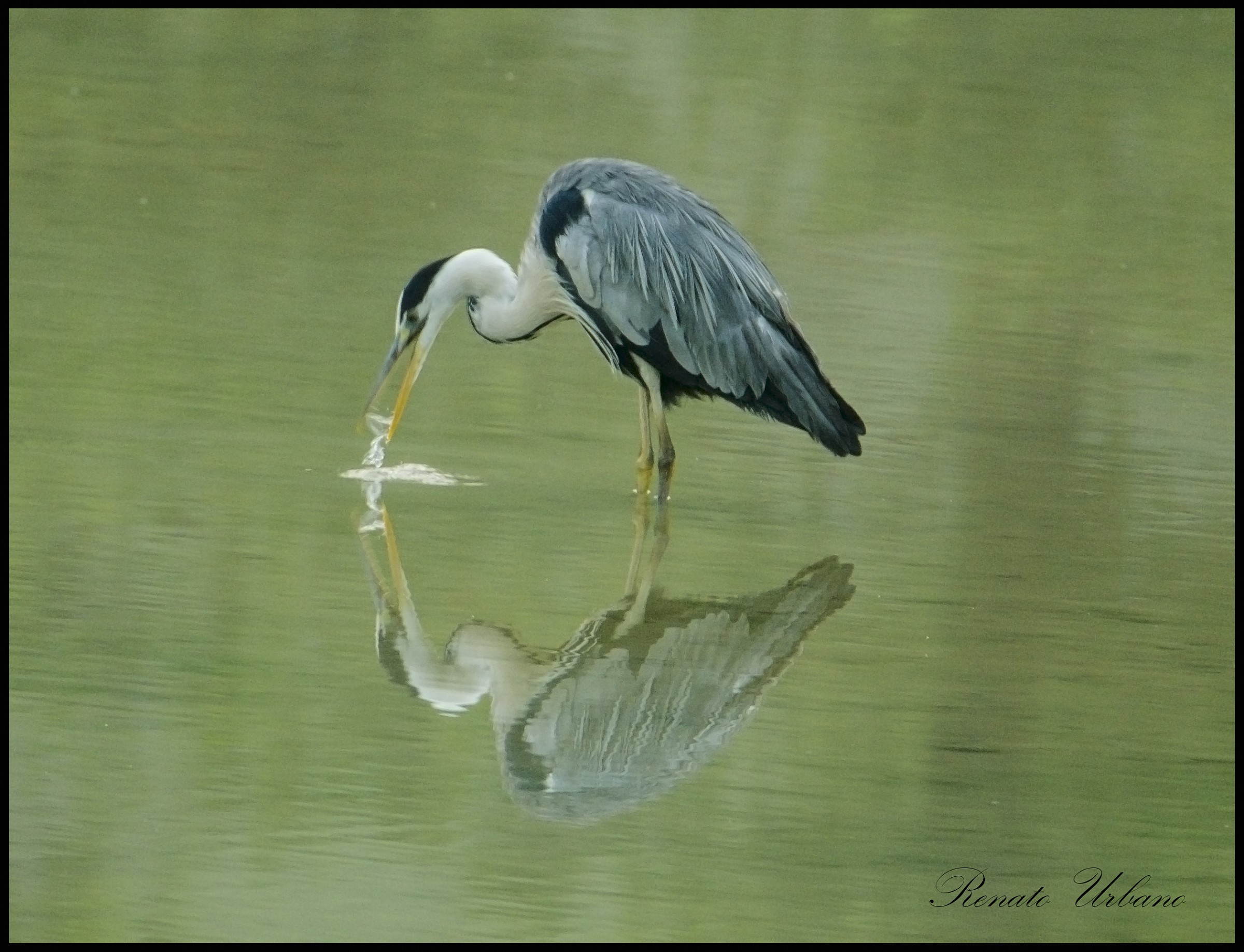 Grey Heron - reflection -