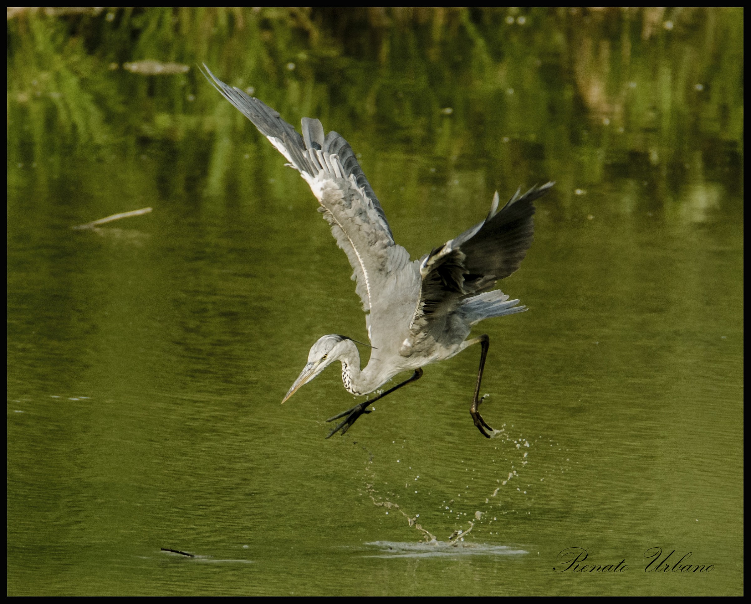 Fright dell'Airone Heron