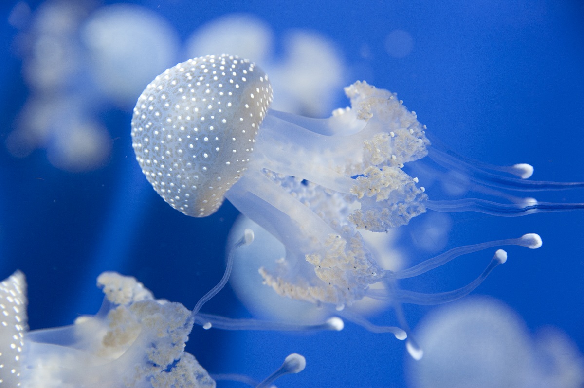 Jelly Fish