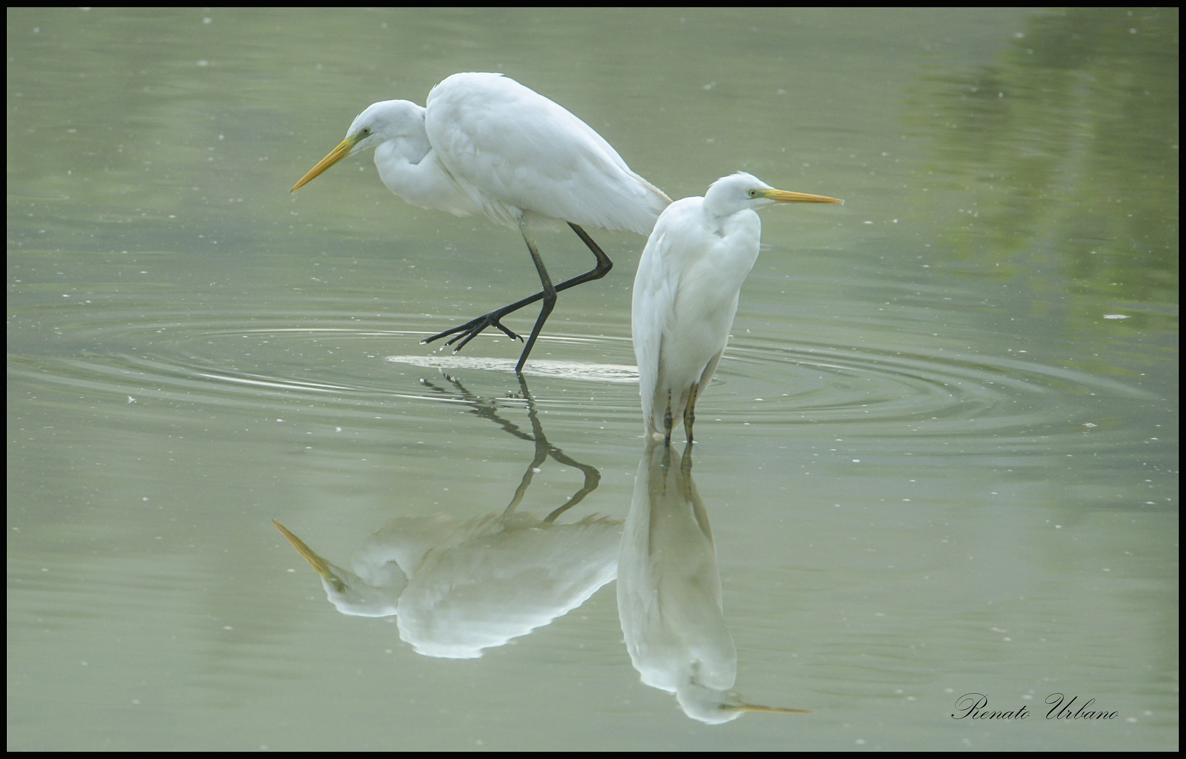 Heron Egret - Bubulcus Ibis