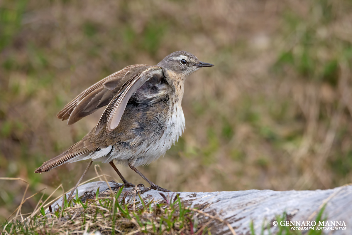 Pipit (Anthus spinoletta)