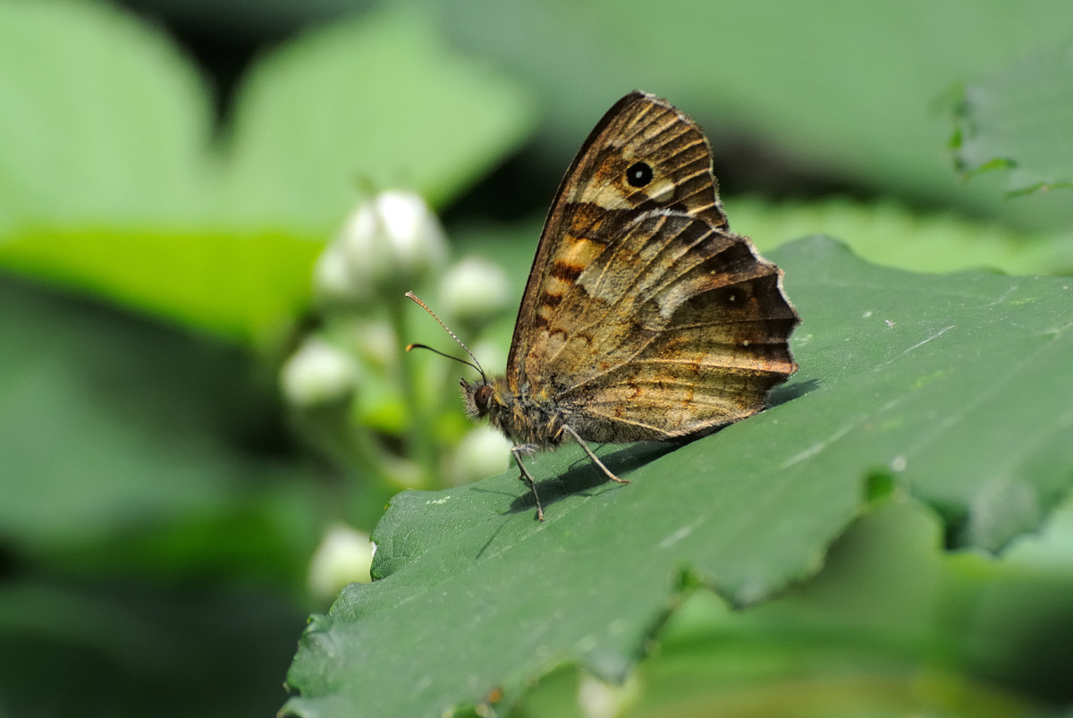 Oasis Lipu - Cesano Maderno