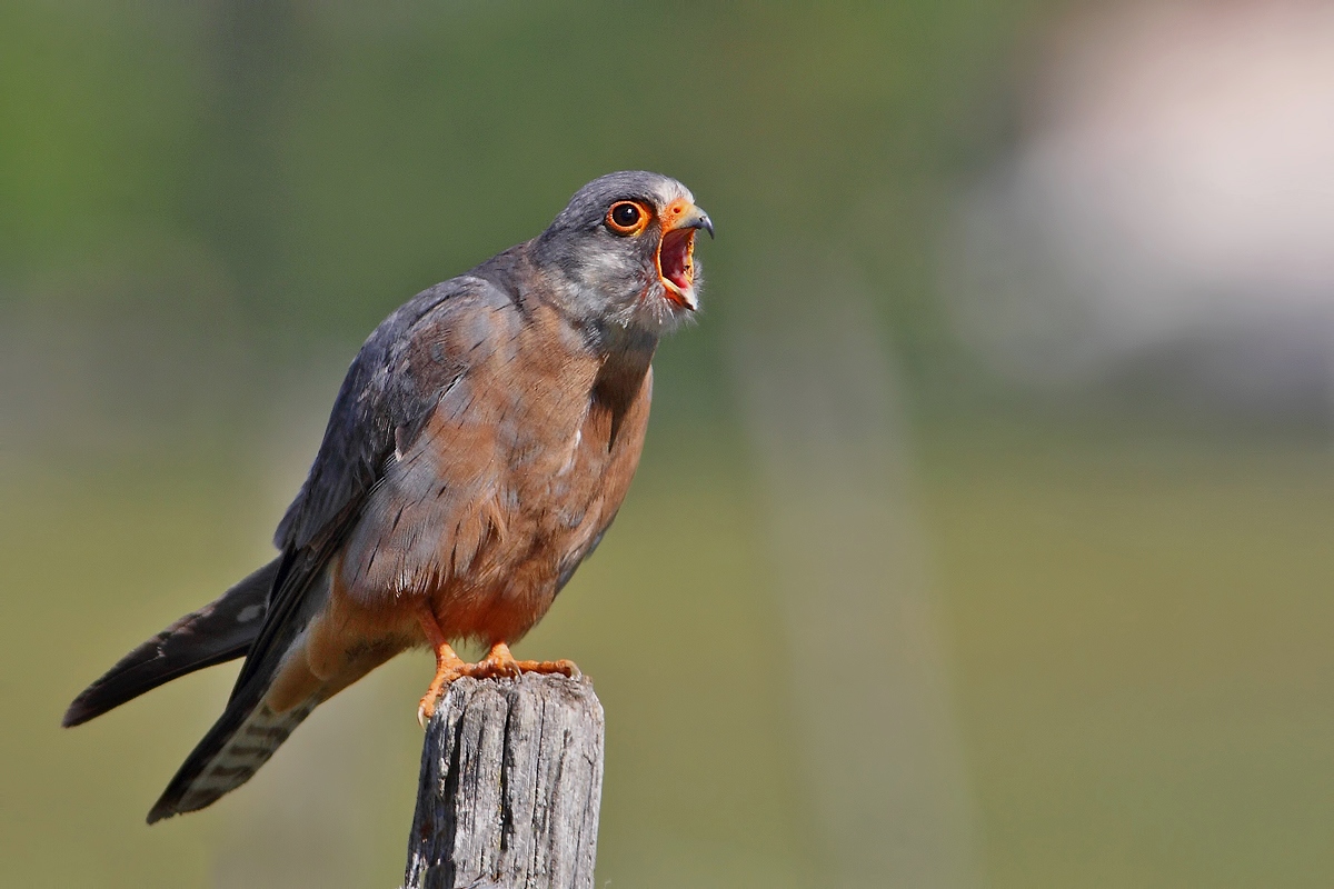 giovane maschio di falco cuculo