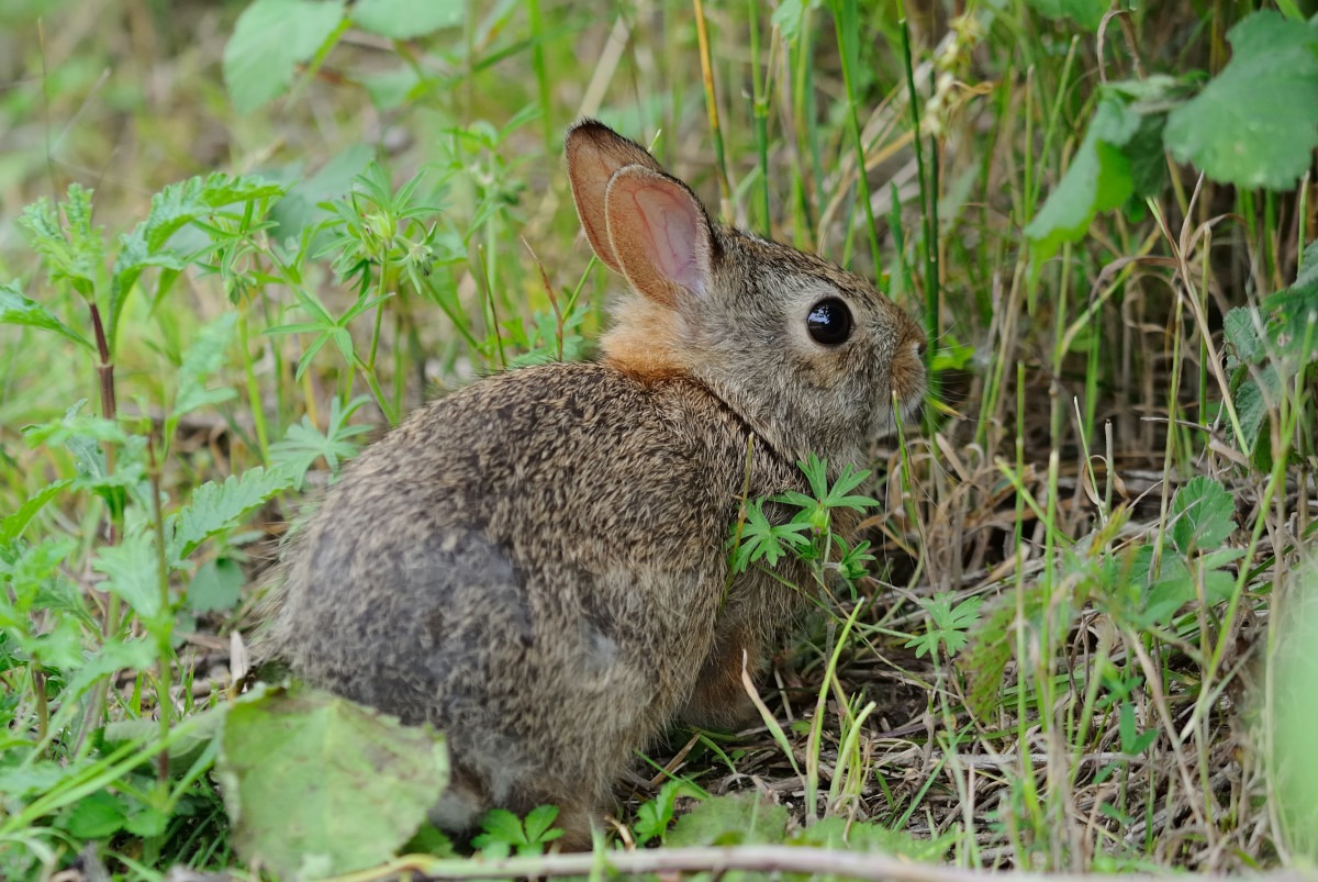 Leveret