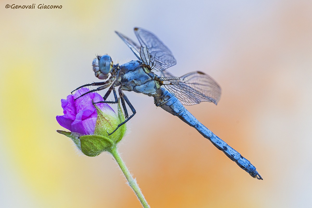 dragonfly
