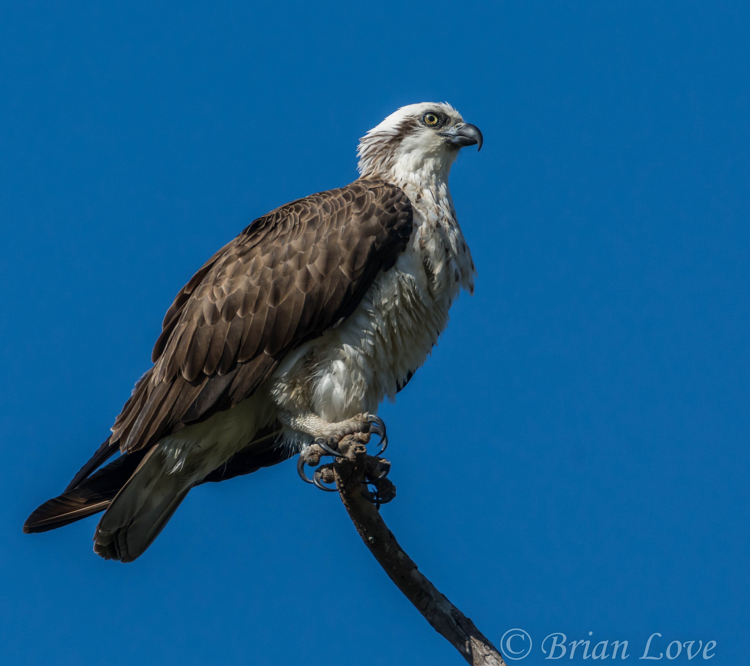 La torre di osservazione